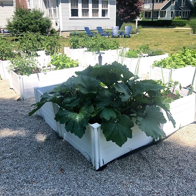 We&rsquo;re in to month 2 of our raised gardens and I have to say- after years of pot gardens (I know what your all thinking 🤨🙄) these veggie plants  are the absolute happiest, and hugest I&rsquo;ve ever grown. Anybody got any good radish recipes? 