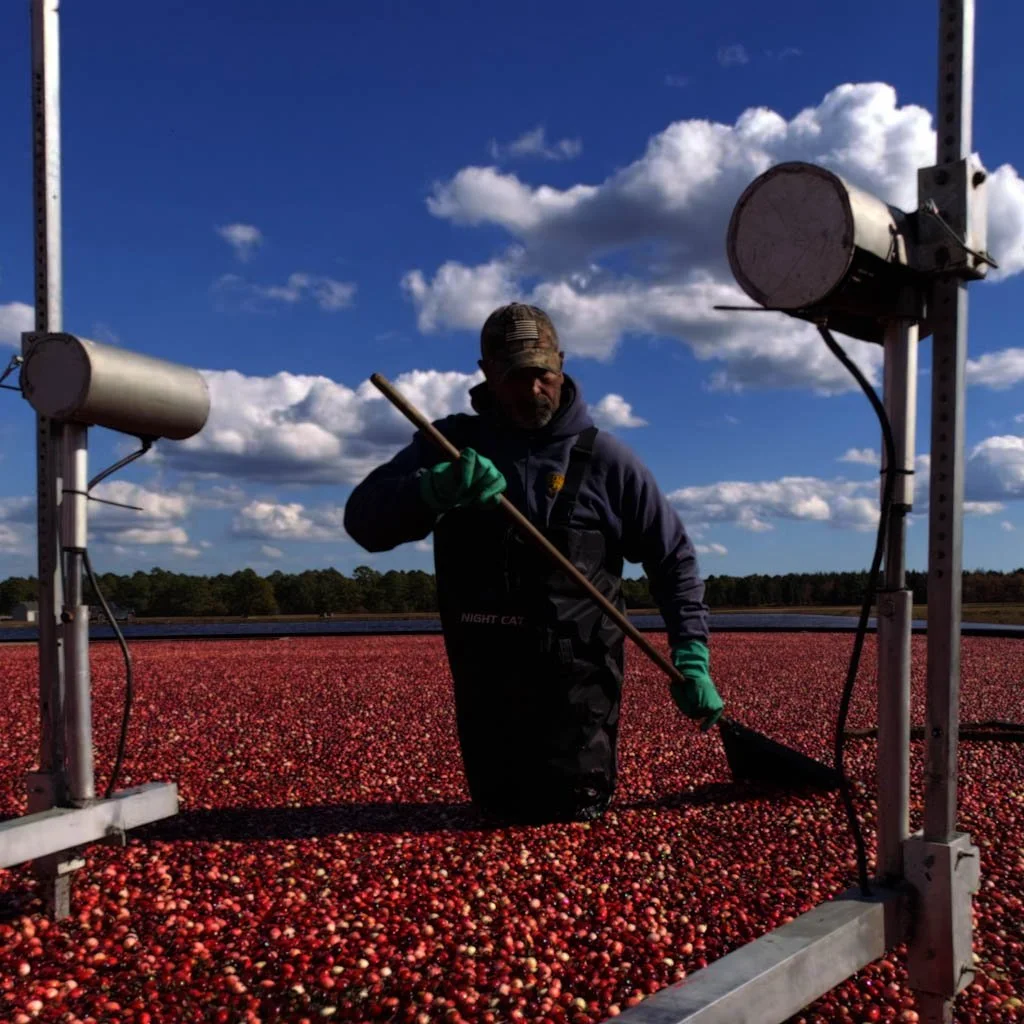 HARVEST IN THE BOGS