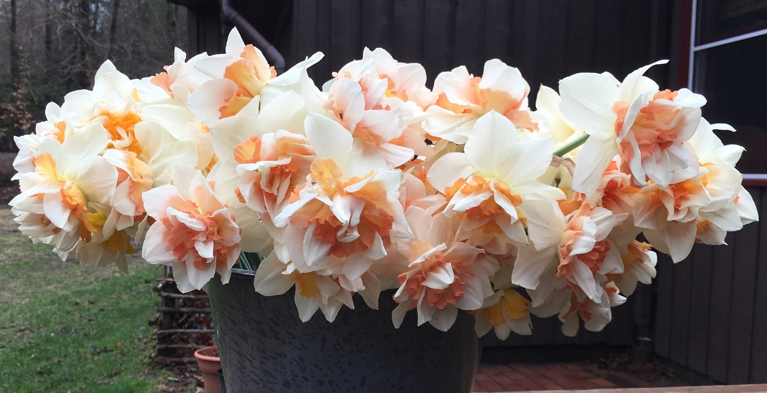 How To Order Cut Flowers — kindred circle farm