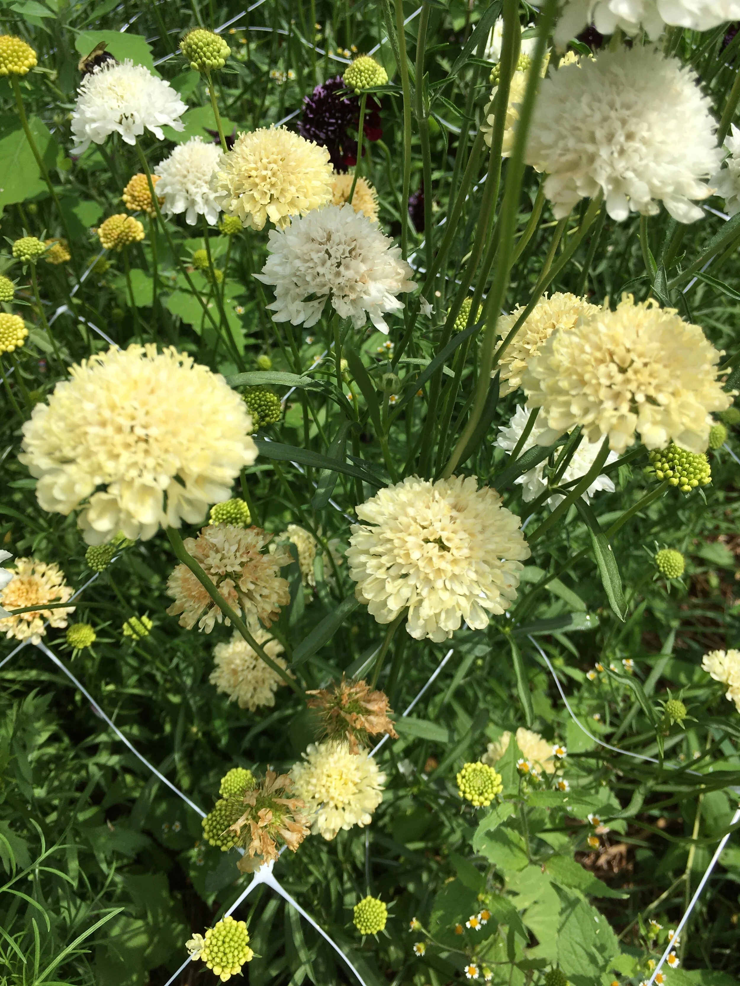 How To Order Cut Flowers — kindred circle farm