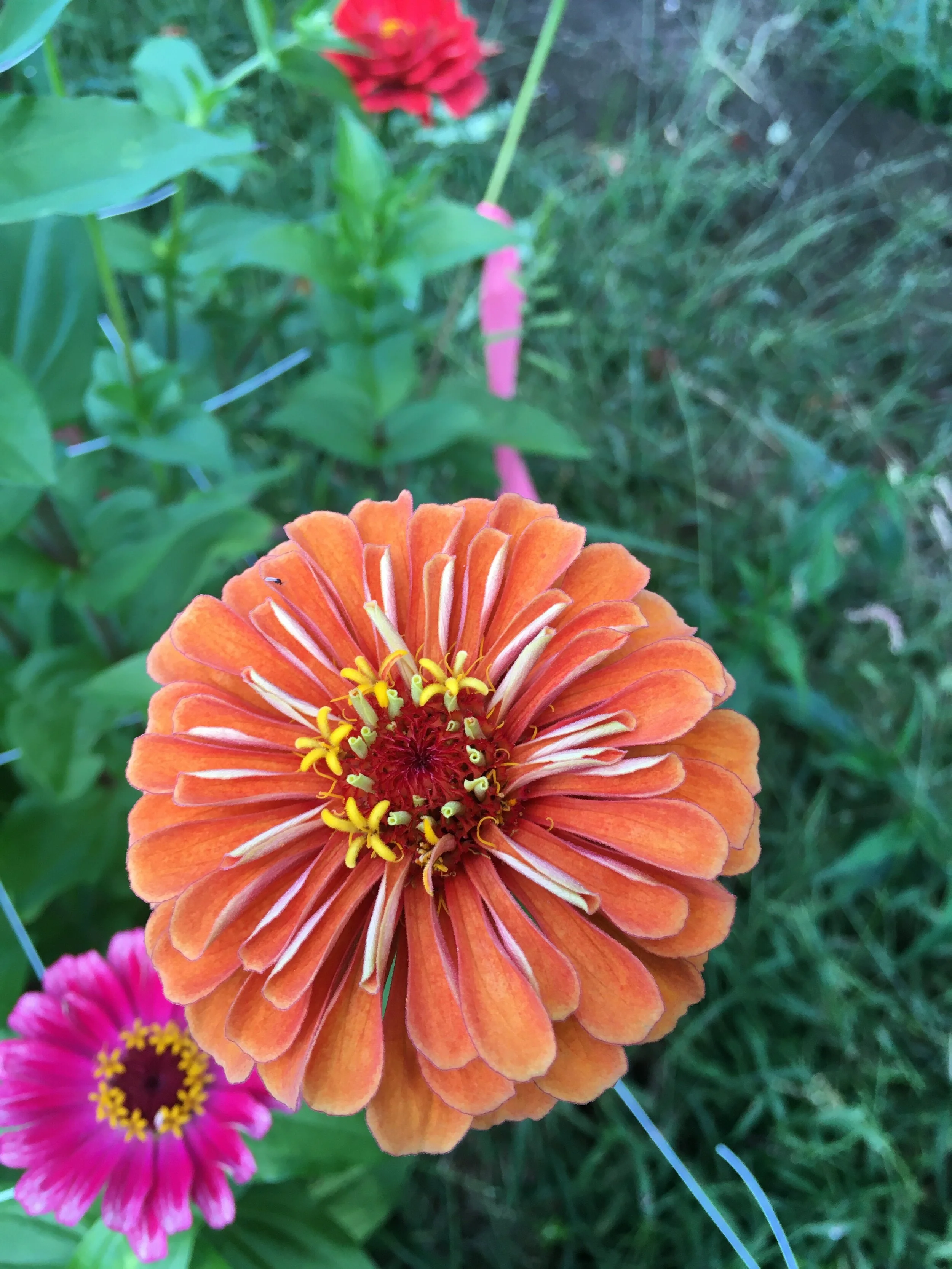 How To Order Cut Flowers — kindred circle farm