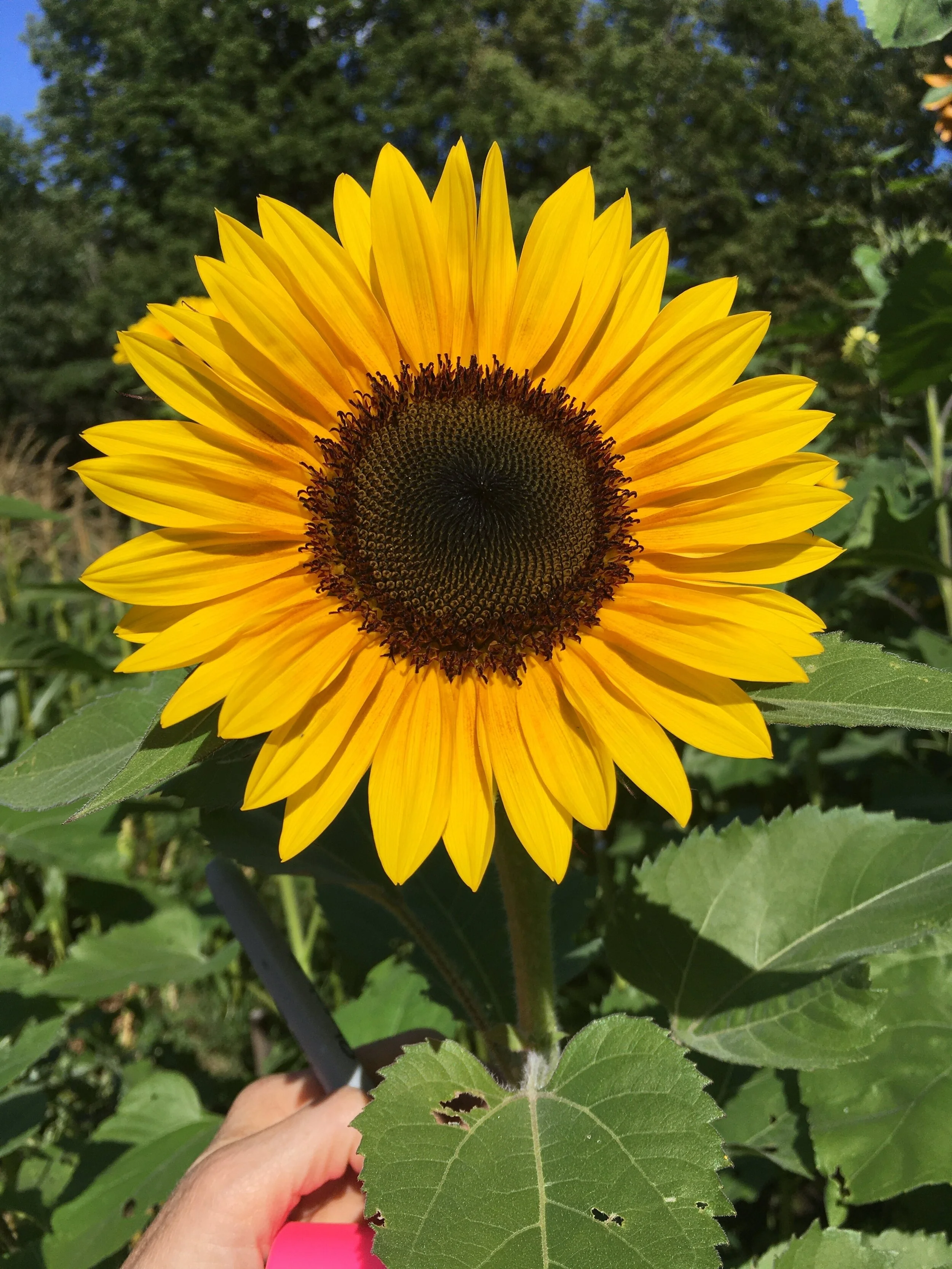 How To Order Cut Flowers — kindred circle farm