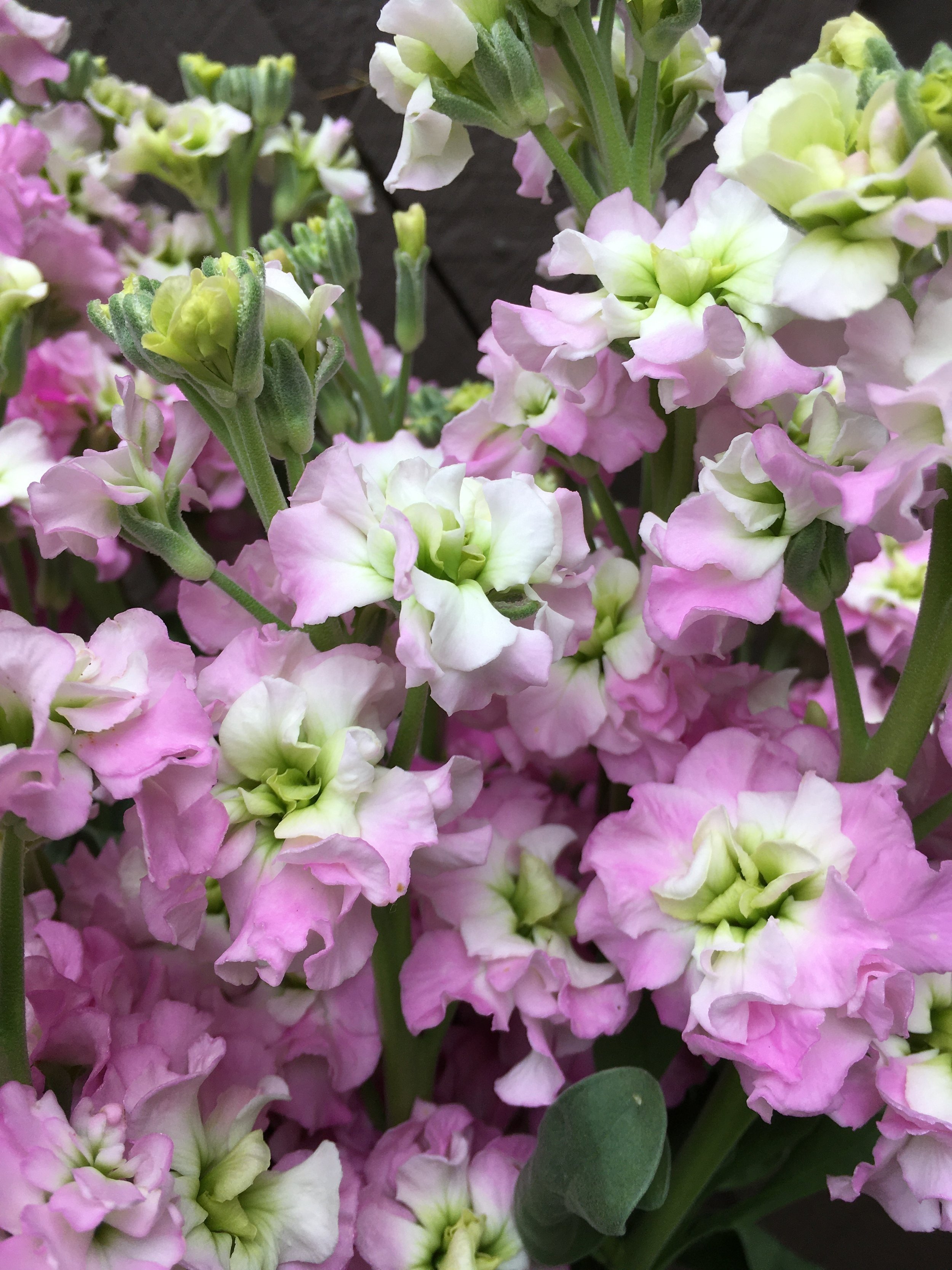 How To Order Cut Flowers — kindred circle farm