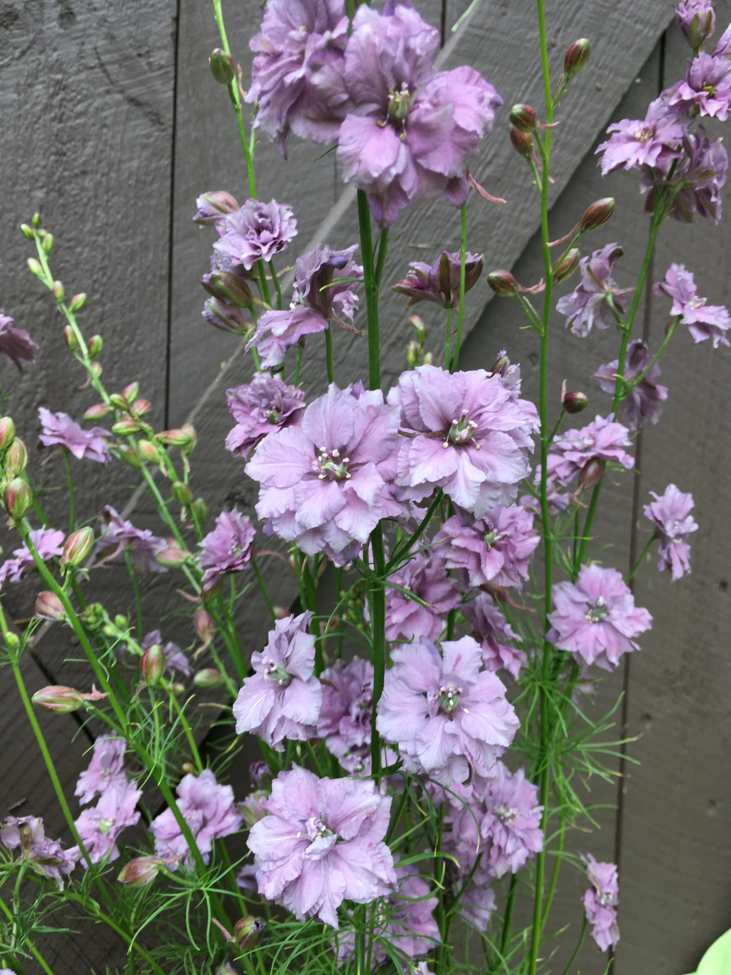 How To Order Cut Flowers — kindred circle farm