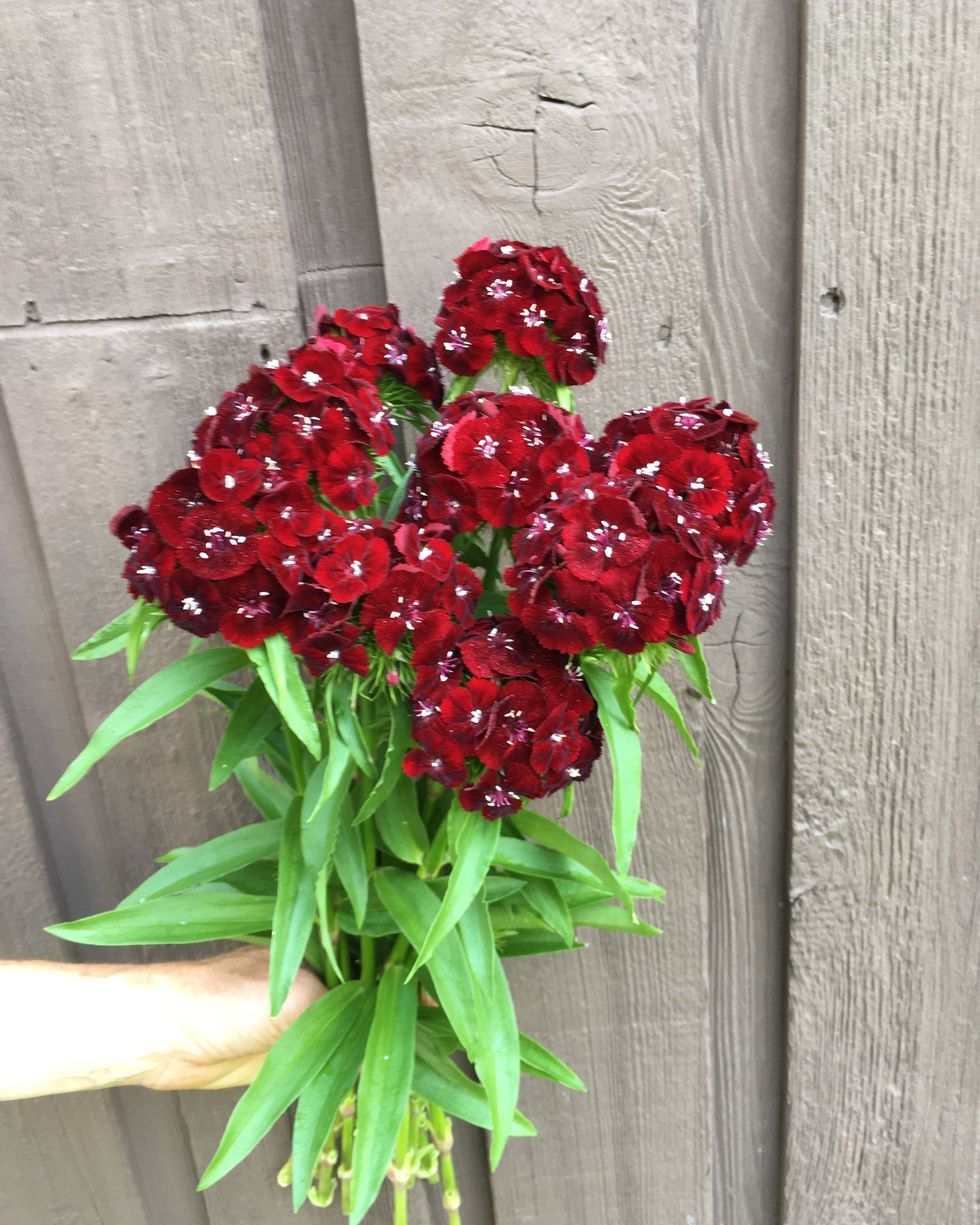 How To Order Cut Flowers — kindred circle farm