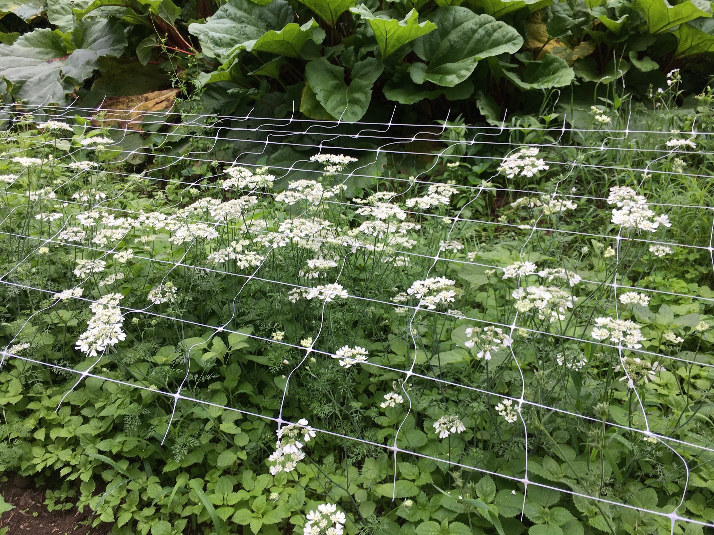 How To Order Cut Flowers — kindred circle farm