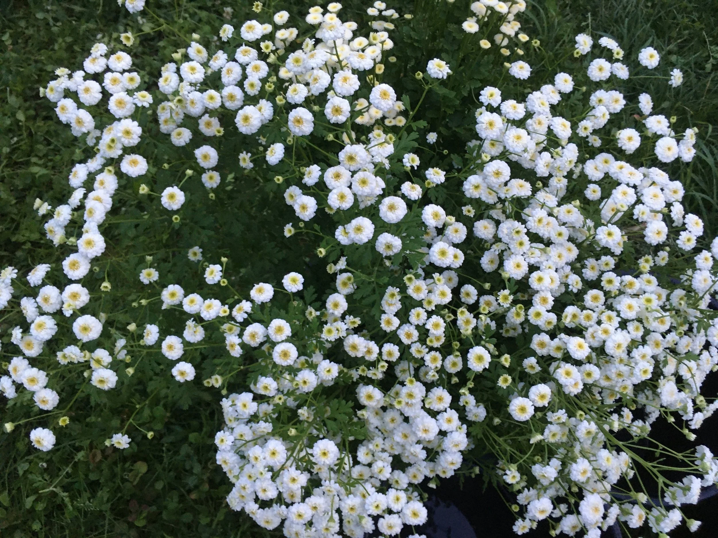 How To Order Cut Flowers — kindred circle farm