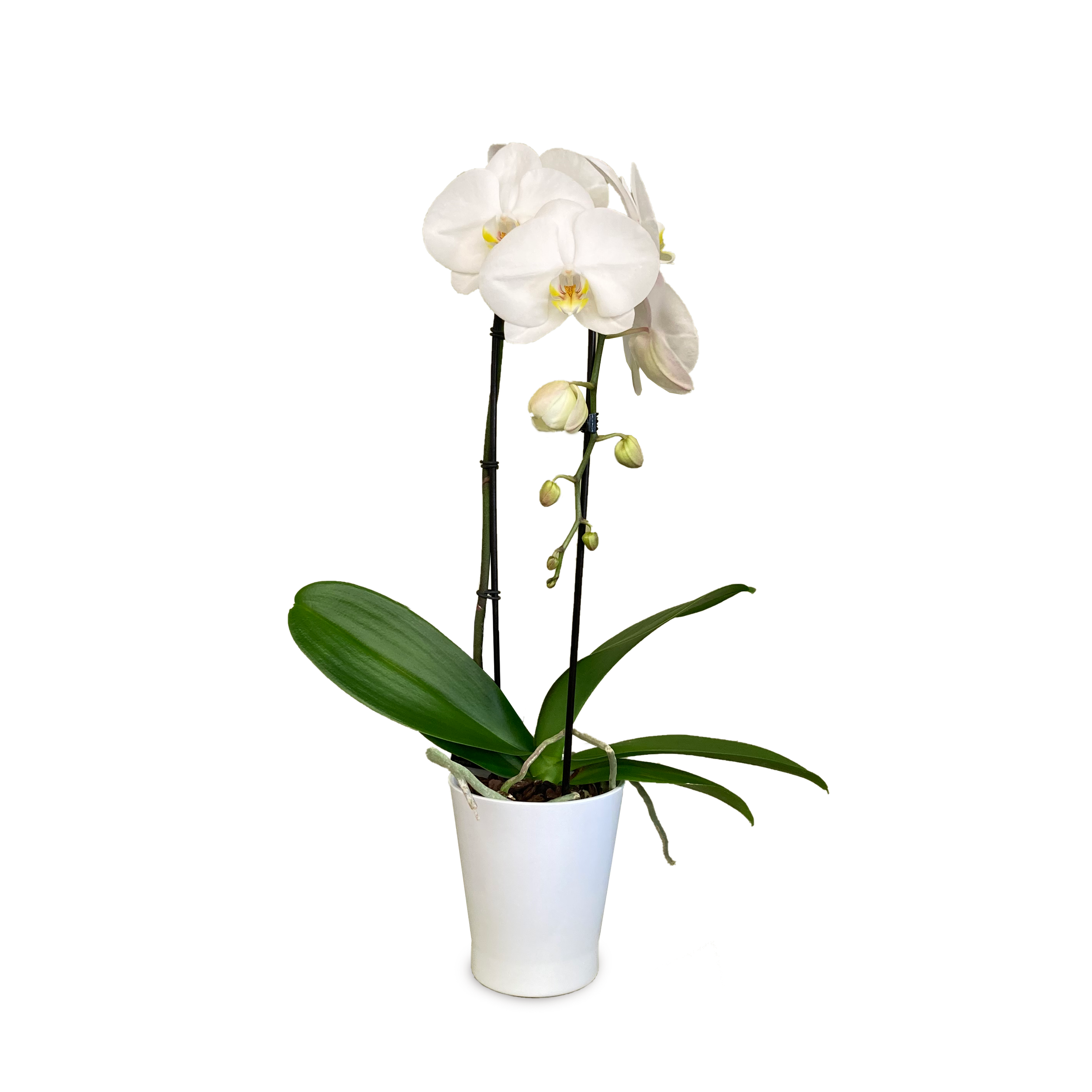 Single Stem Orchid