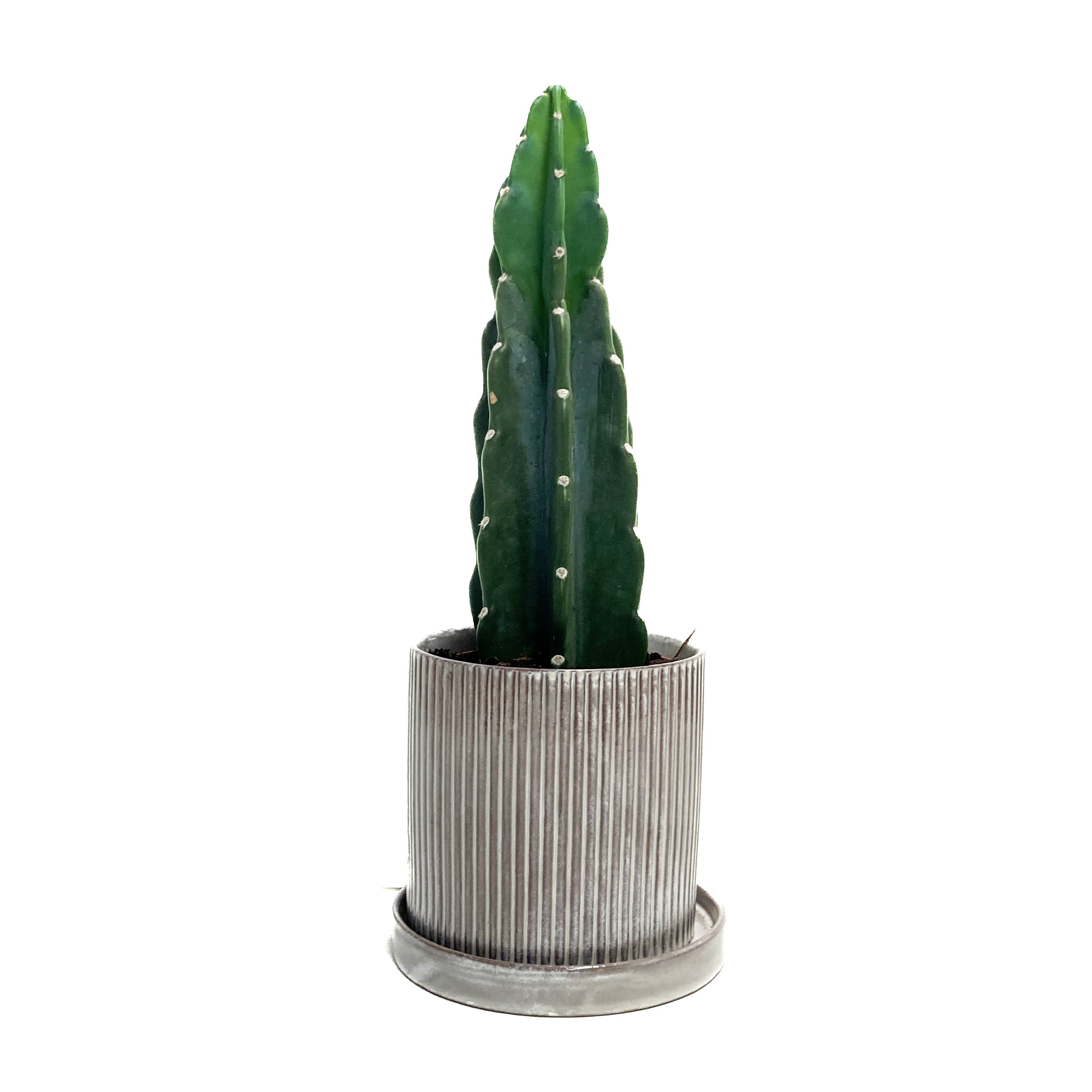 Pure Cactus