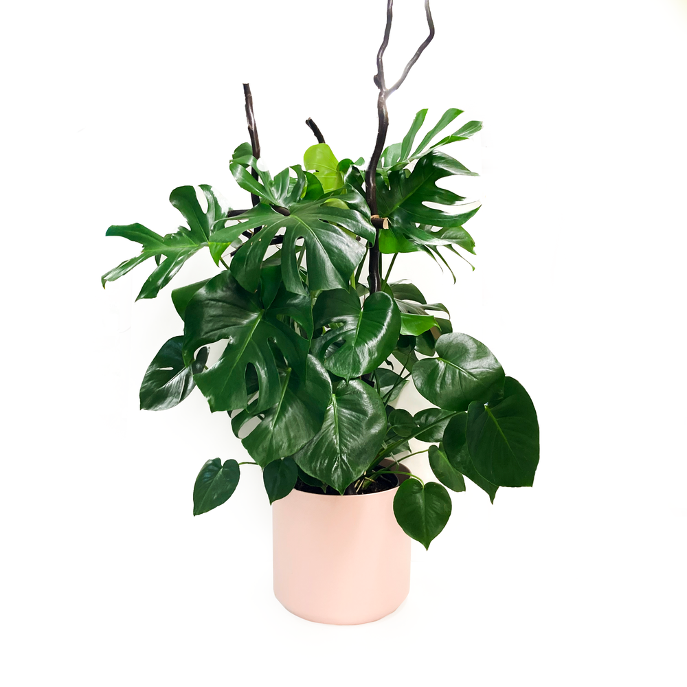 Monstera  Flower Fantasy