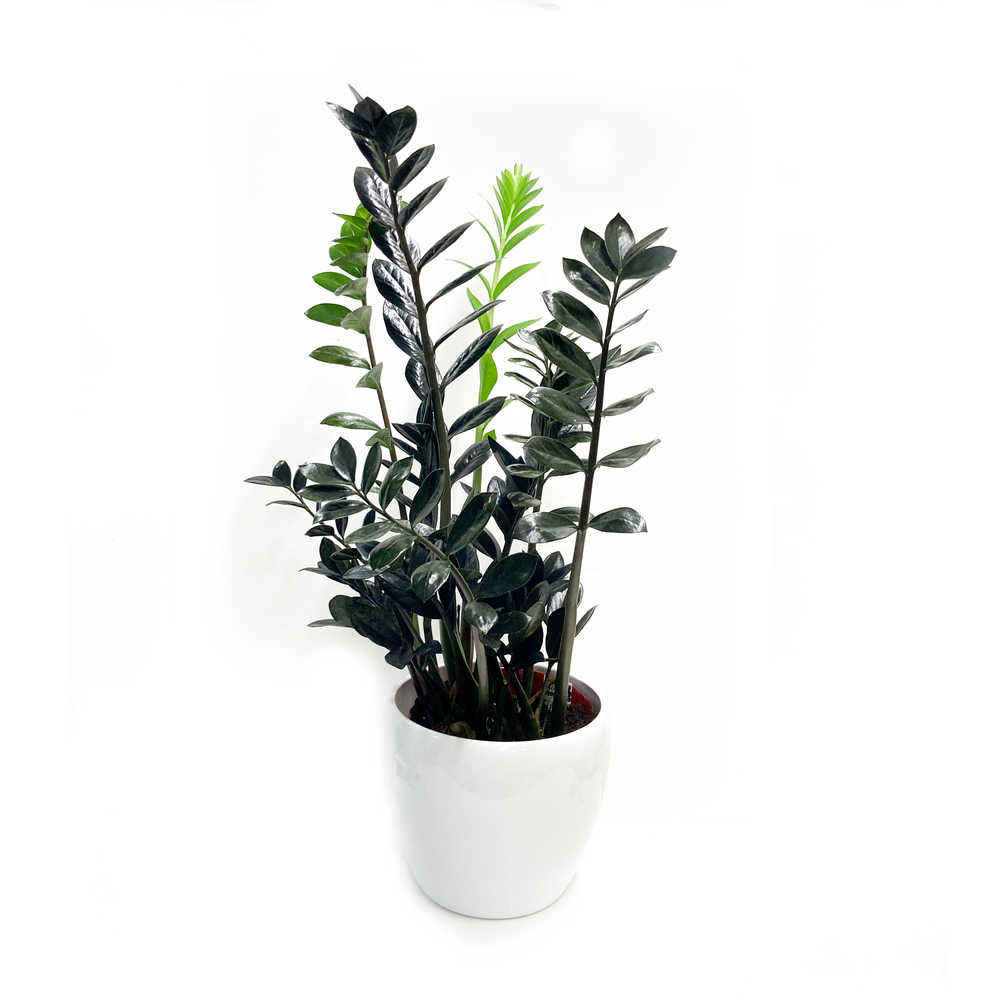 spider plant purchase Spider Plant Variegated with Planter - Small (3"-6" tall) Terracotta Planter