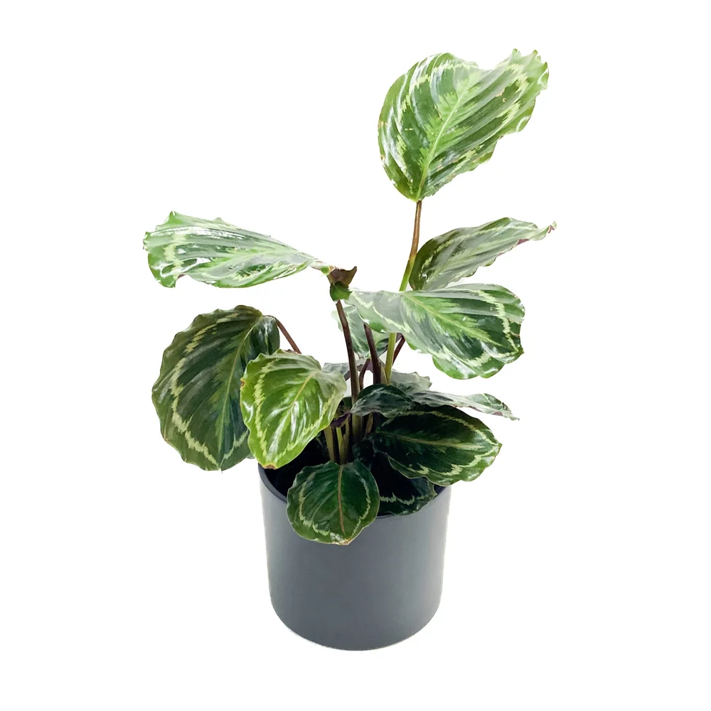 roseopicta dottie calathea 4" Pot Calathea Dottie