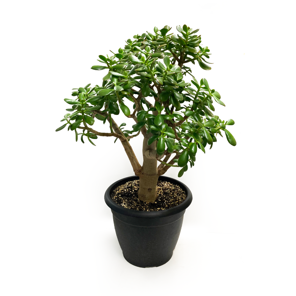 Large Jade  Flower Fantasy