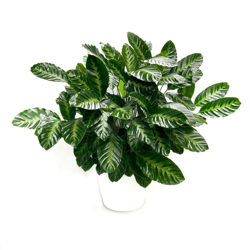 Calathea Misto  Flower Fantasy