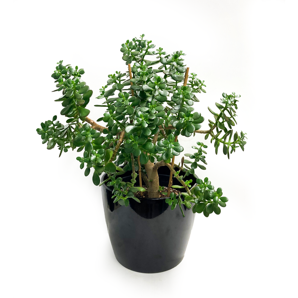 faux monstera leaf Faux Monstera Plant 4 feet