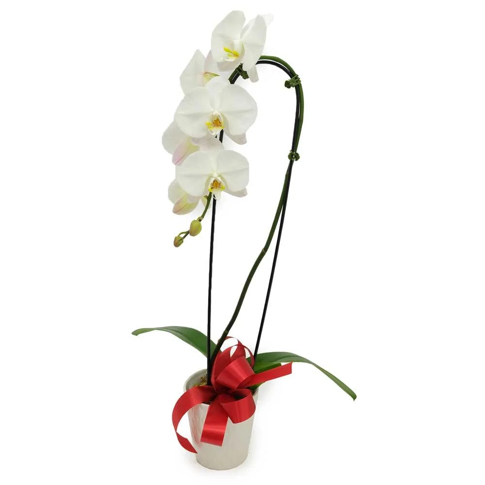Valentine's Orchid