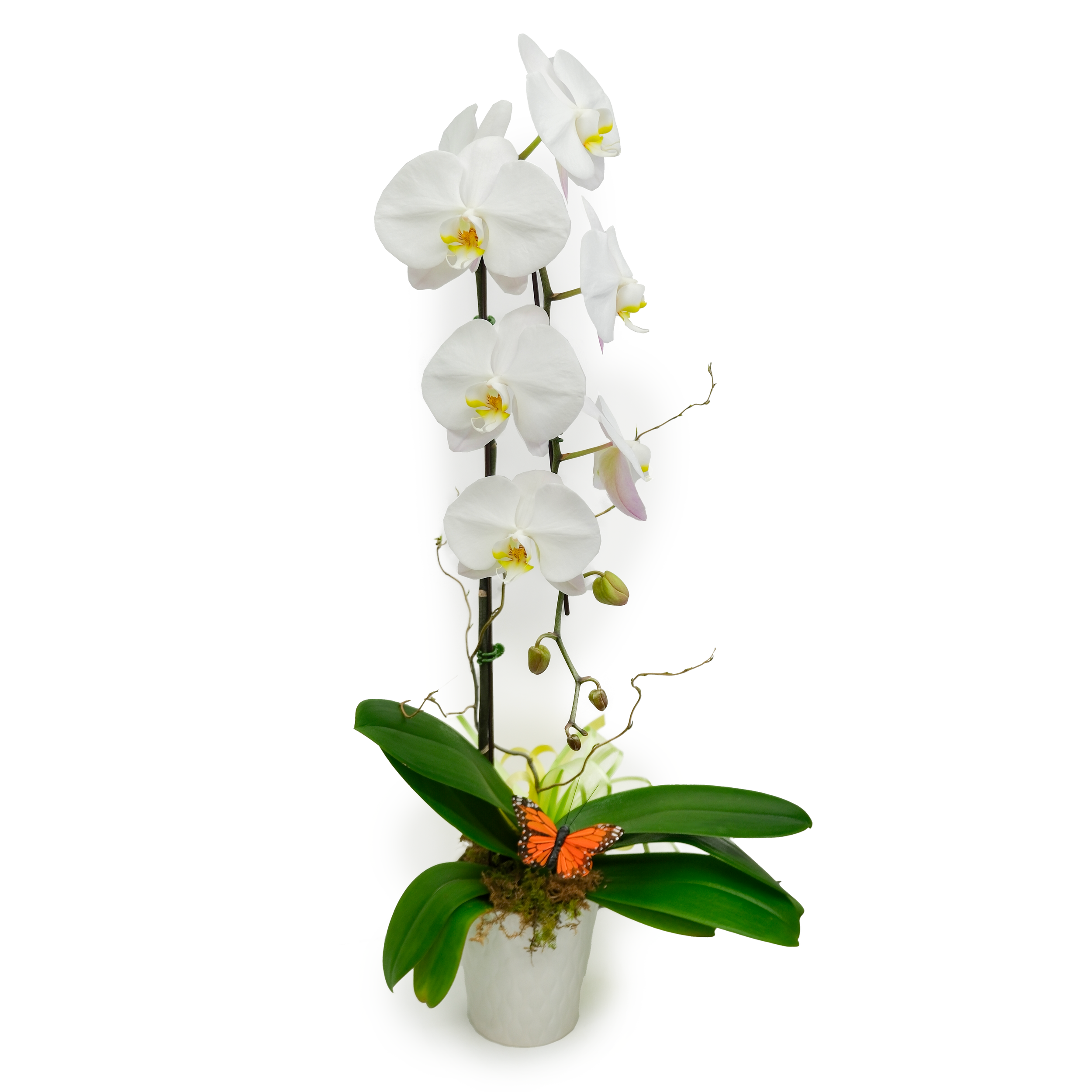Mother's Day Orchid