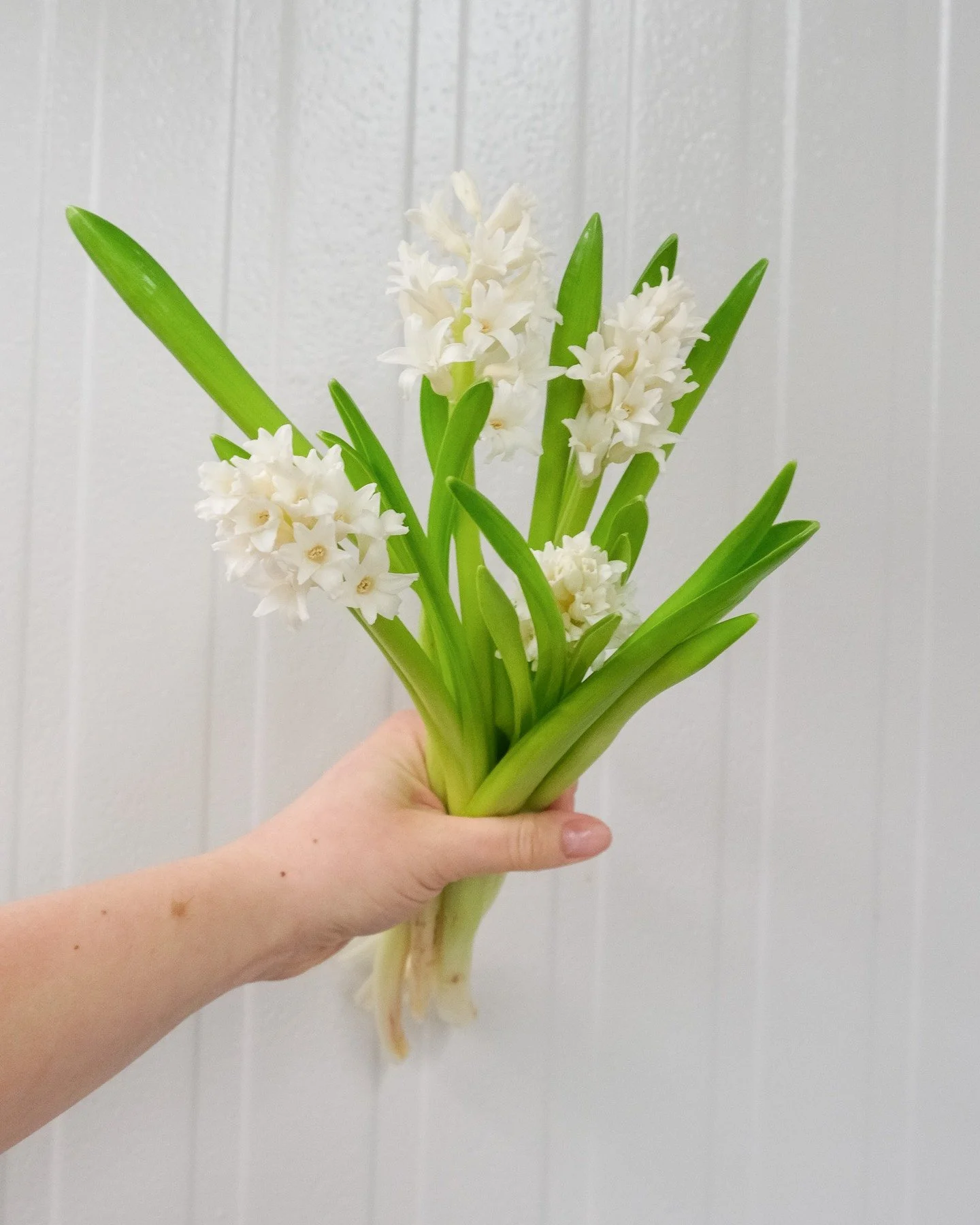 Wondering what's in season right now? Think spring! Tulips are the most common along with ranunculus, hyacinths, daffodils and viburnum to name a few. Often paired with lush greenery and willow branches these flowers remind us that warmer weather and