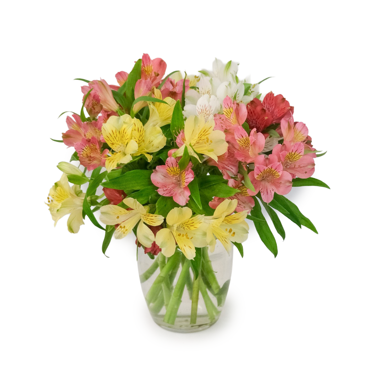 Abloom Alstroemeria