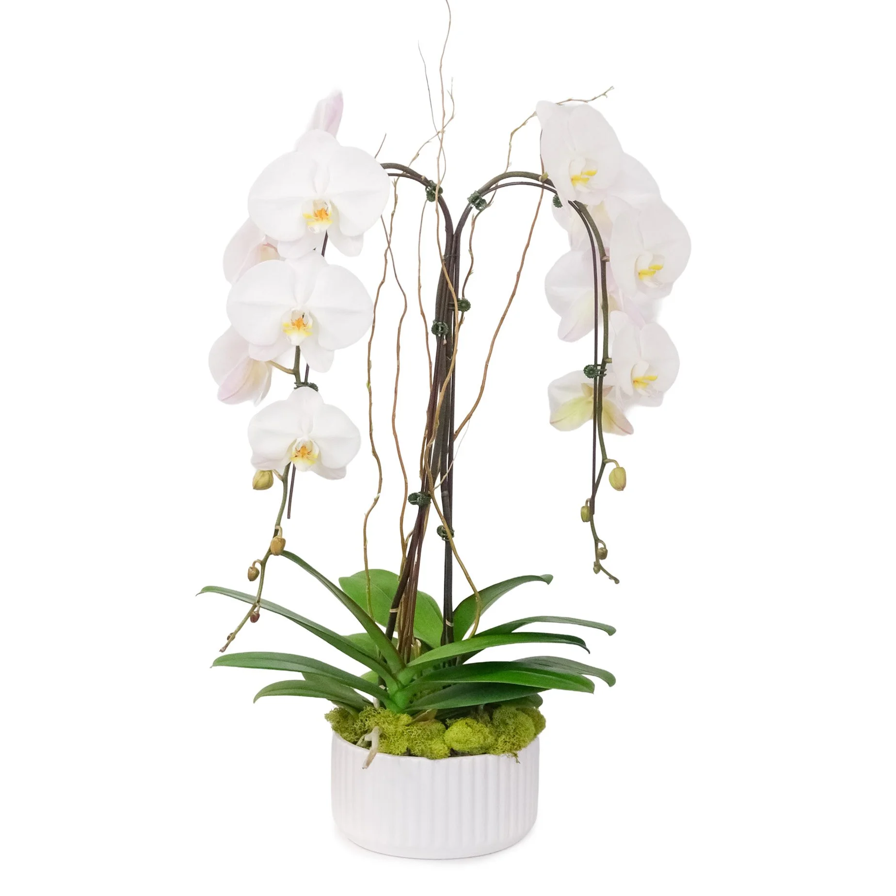 FF_OrchidDouble_Decorated_WhiteBack.jpg