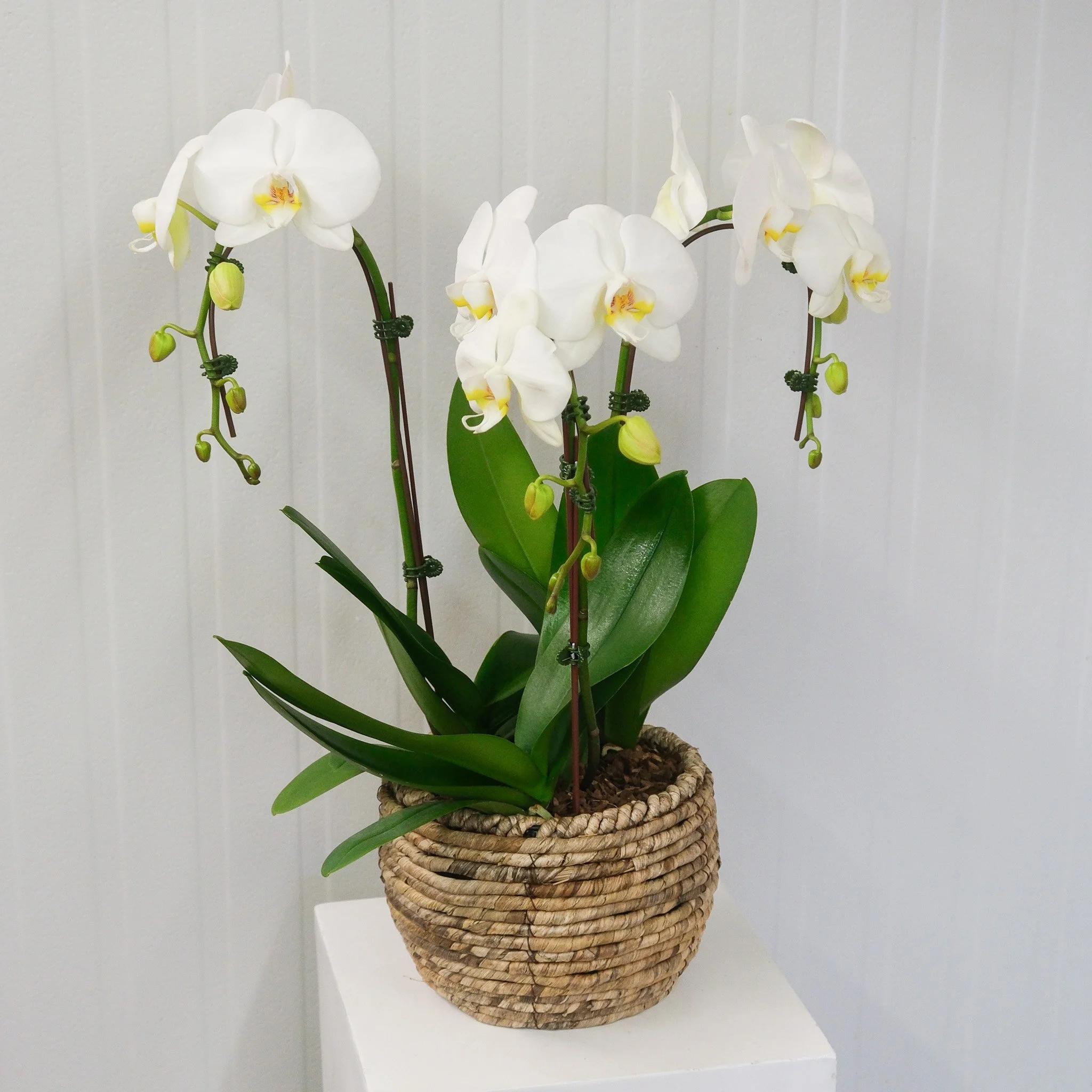 FF_BasketofOrchids02.jpg
