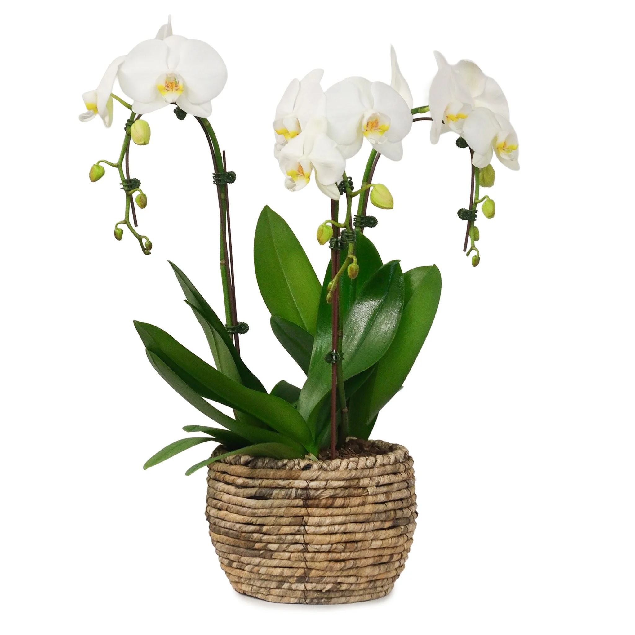 FF_BasketofOrchids01.jpg