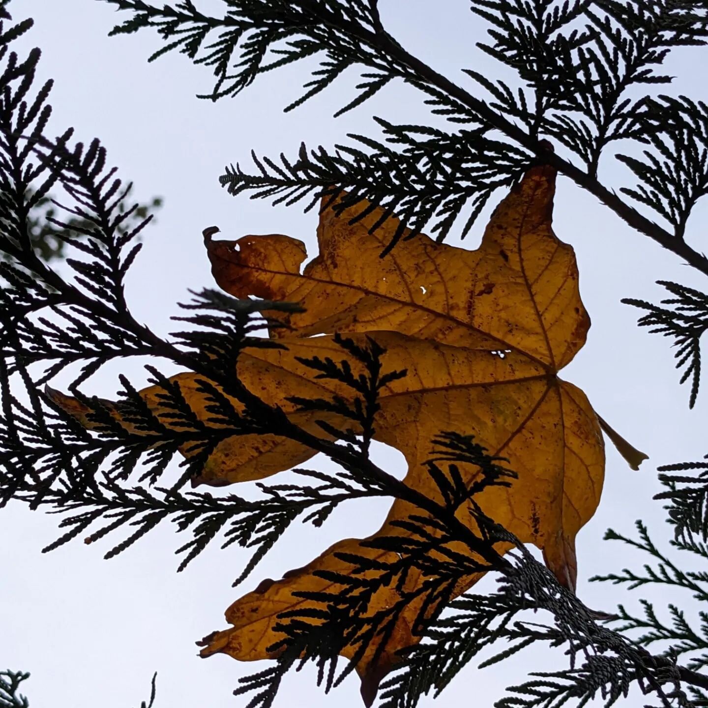 Between storms, maple leaves falling on cedars, samaras caught in unfurling ferns on greening moss, dogwood colors against the sky, double rainbow in the last golden rays of sun. Fall in the Pacific Northwest reads like a poem. Appreciating a chance 