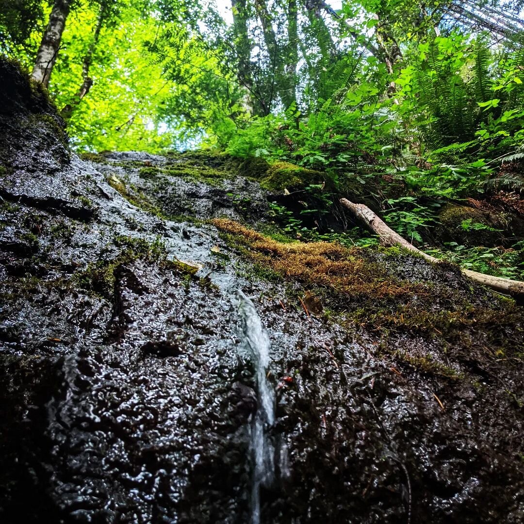 Water. Spend a month following it in the woods and you'll be surprised by the lessons in hydrology. Seeps and springs make summer flow and can emerge from the tops of mountains. Big draws don't mean big water. I'm still wrong half the time about whet
