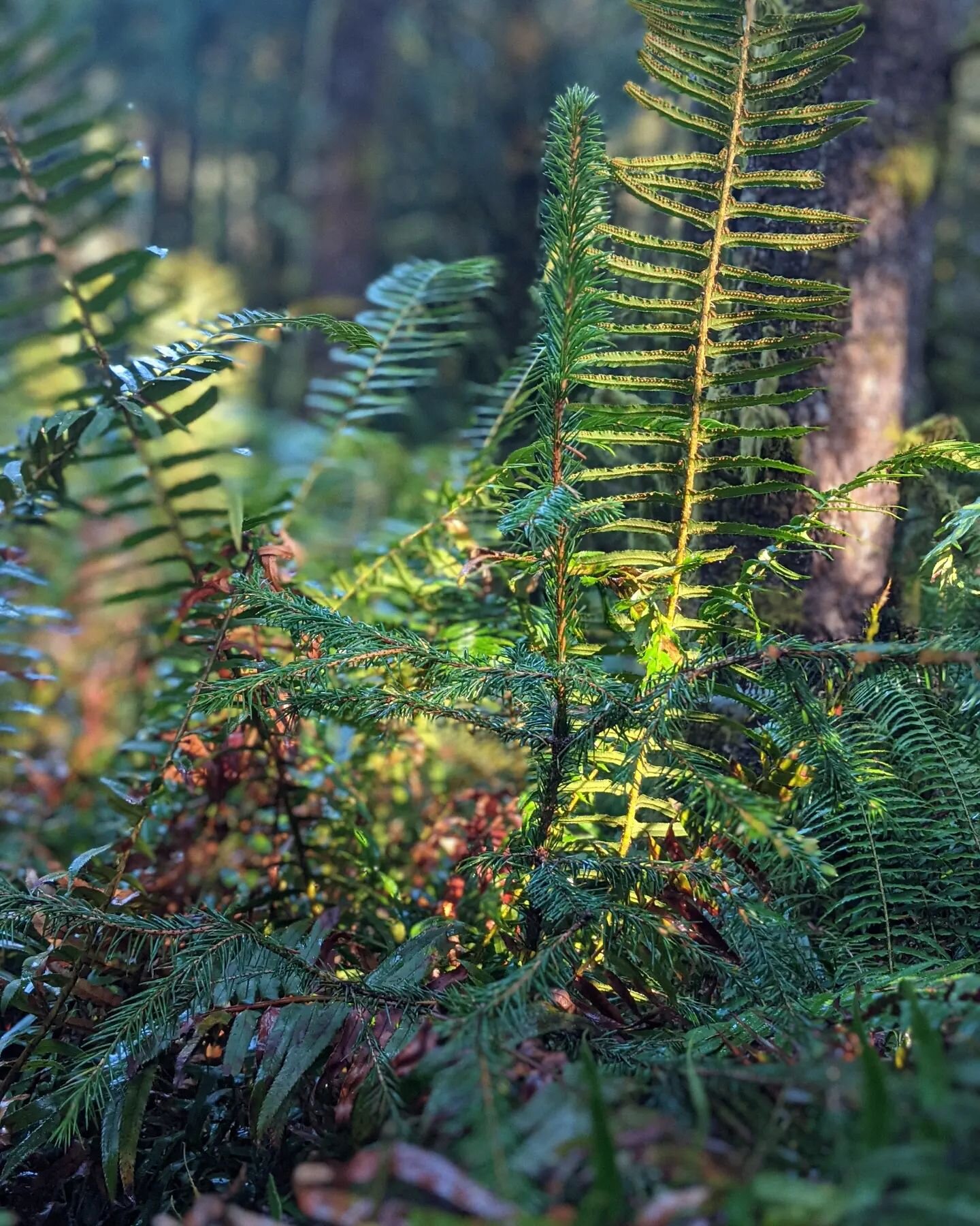 To saunter is to observe, listen, and adapt one's thought patterns. Spending a few moments with this Sitka spruce gave me a chance to ponder tree survival and growth while in competition. How much of my expectations of shade tolerance, growth, and th