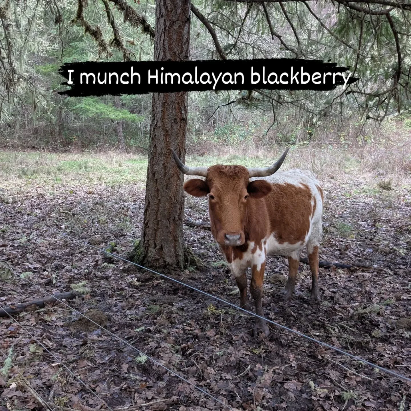 Me, these buddies, and their steward are scheming to restore some oak woodland together. Love having grazing as an option for these projects.

#silvasaunterra #oakwoodland #restoration #forestmanagement #grazing