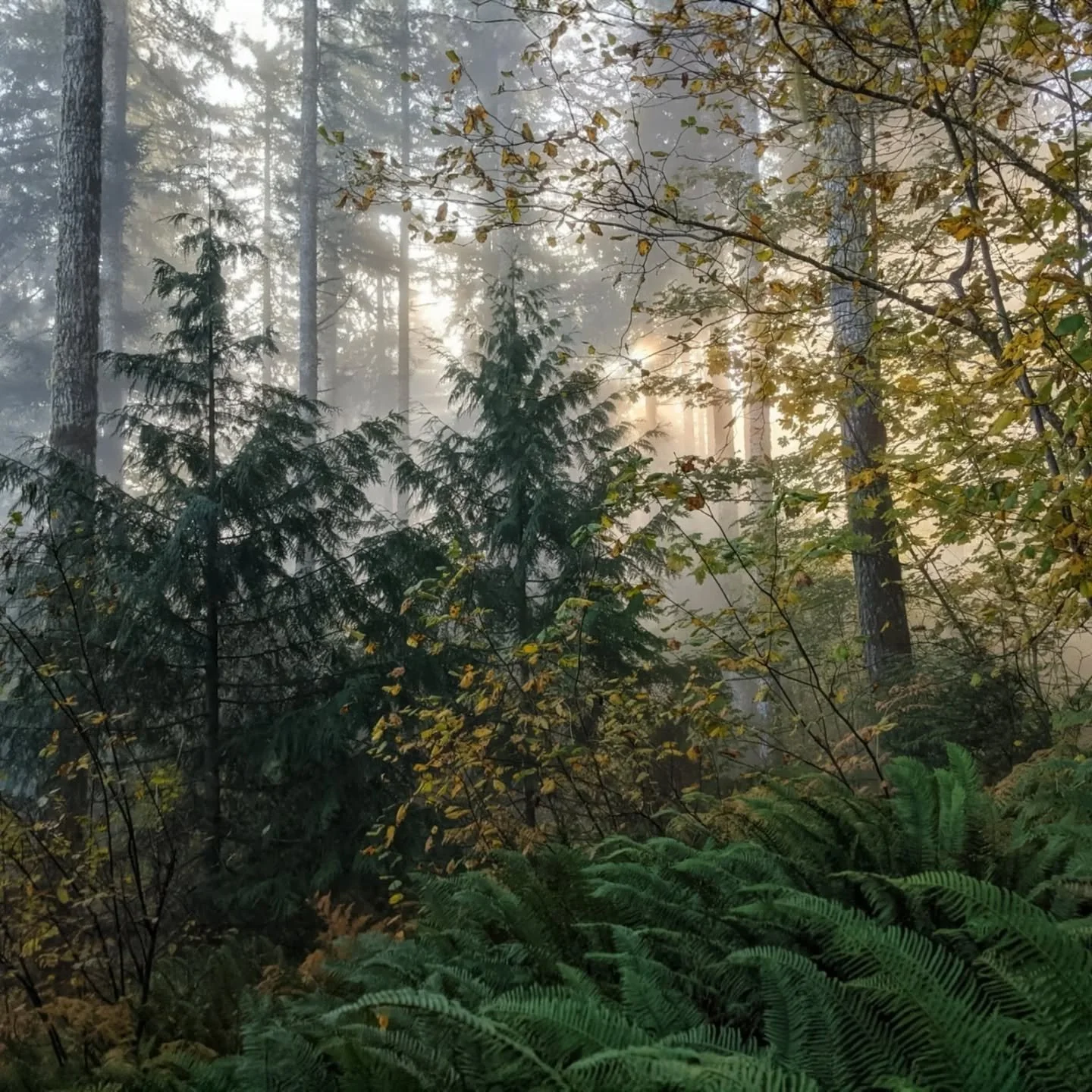Fall time in the northwest is truly green and gold, moody, misty, and marvelous. And webby--so many spider webs! Pausing while my laser was unreliable in the foggy conditions to take a moment and appreciate this beautiful season and family forest pro