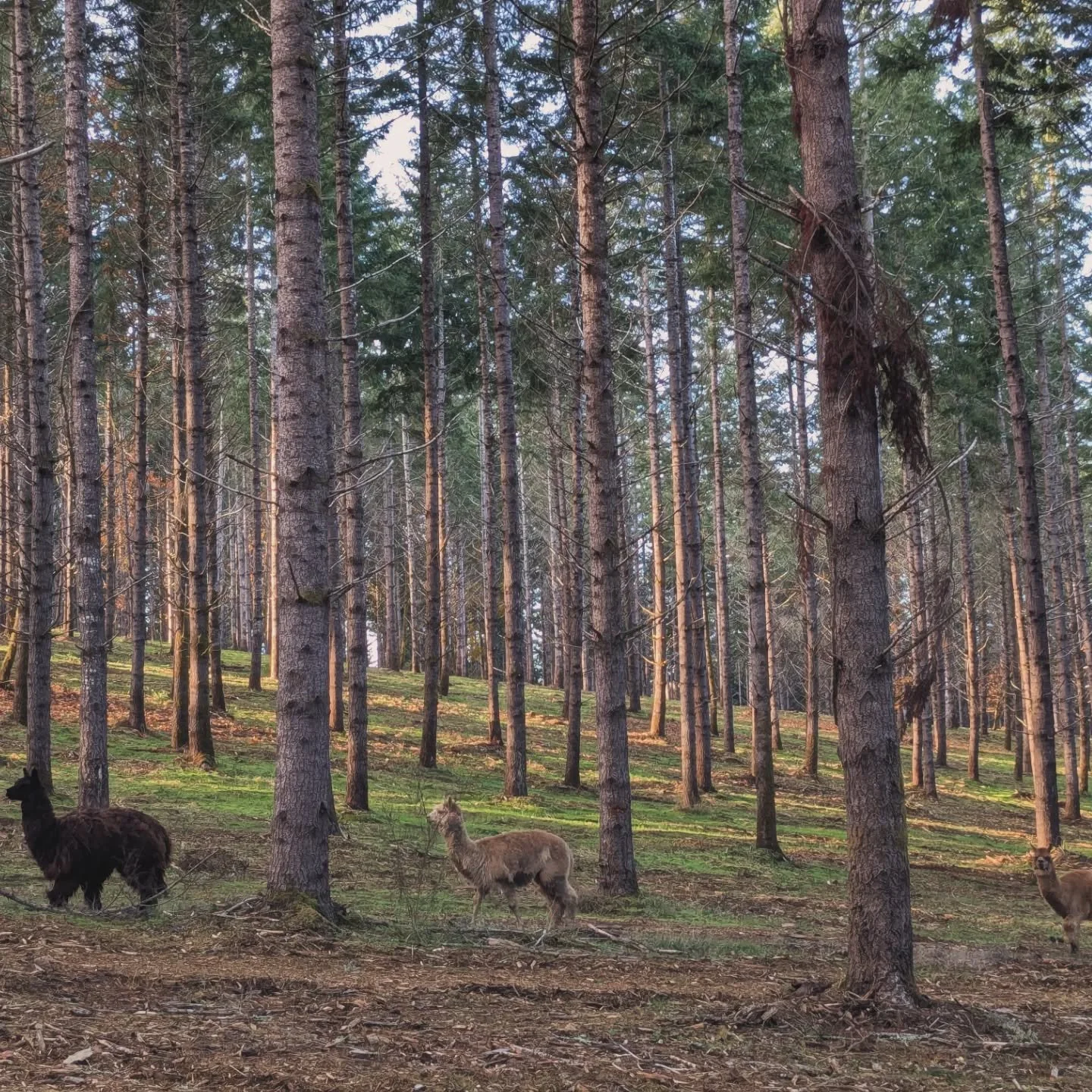Wildlife in the woods, or helpful domesticated critters from other continents? I love witnessing the diversity of ideas and strategies employed by family forest landowners to achieve their objectives. Ever learning and being humored by their efforts 