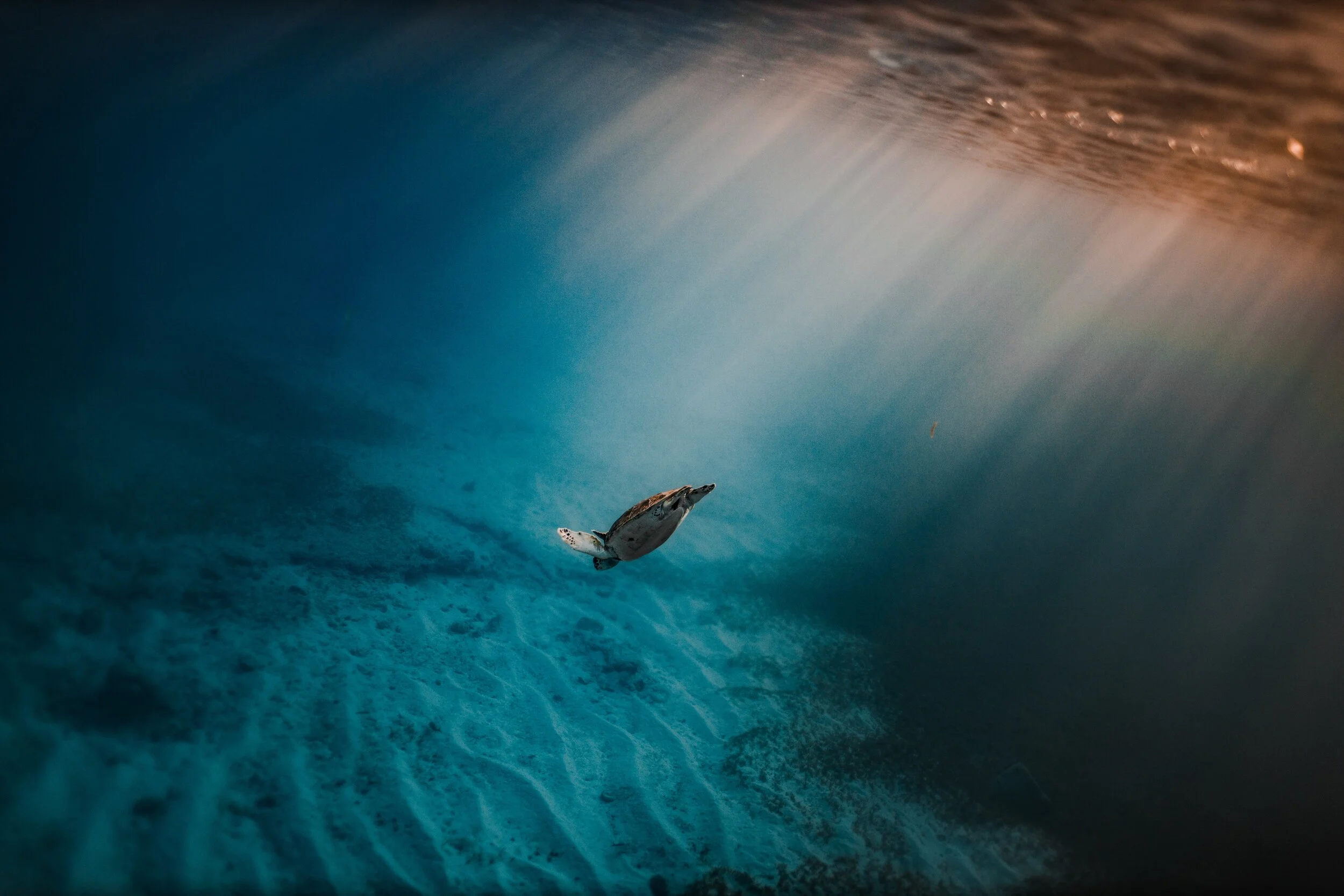 Photo by Patrick Jansen on Unsplash