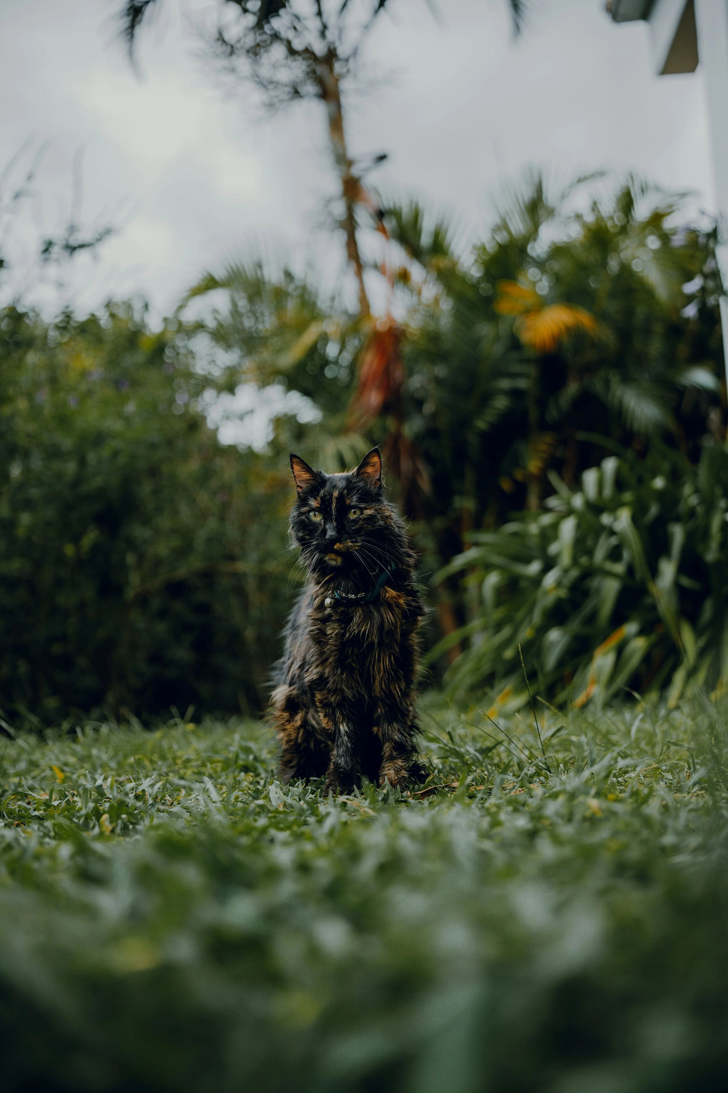 A Blazing Trail Ahead