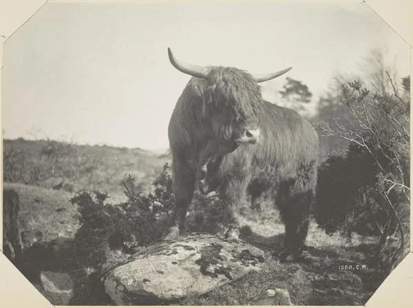 Highland Cow 