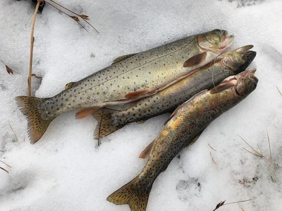 cdt-09-wind-river-trout.jpg