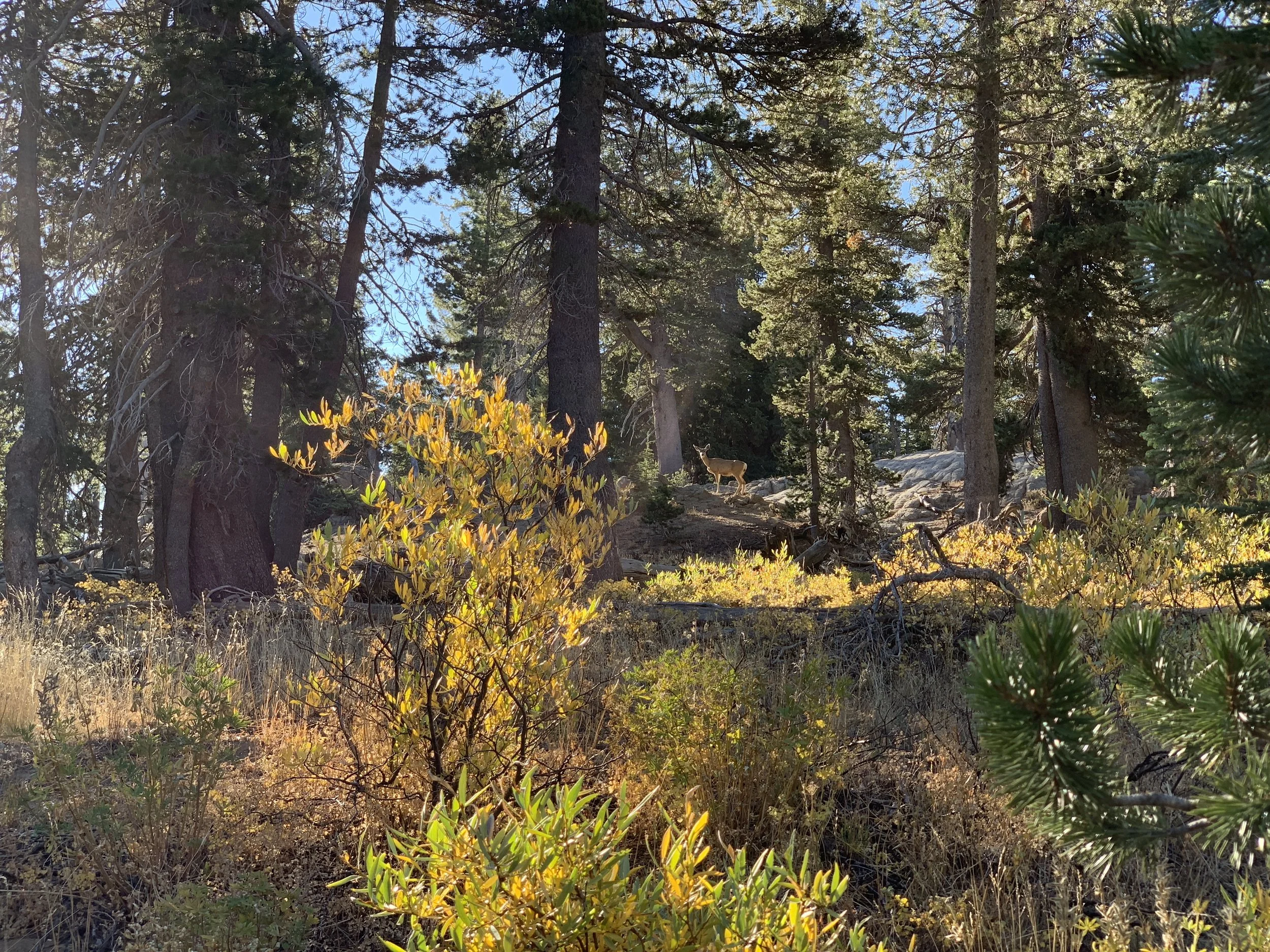 pct-62-IMG_0109.JPEG