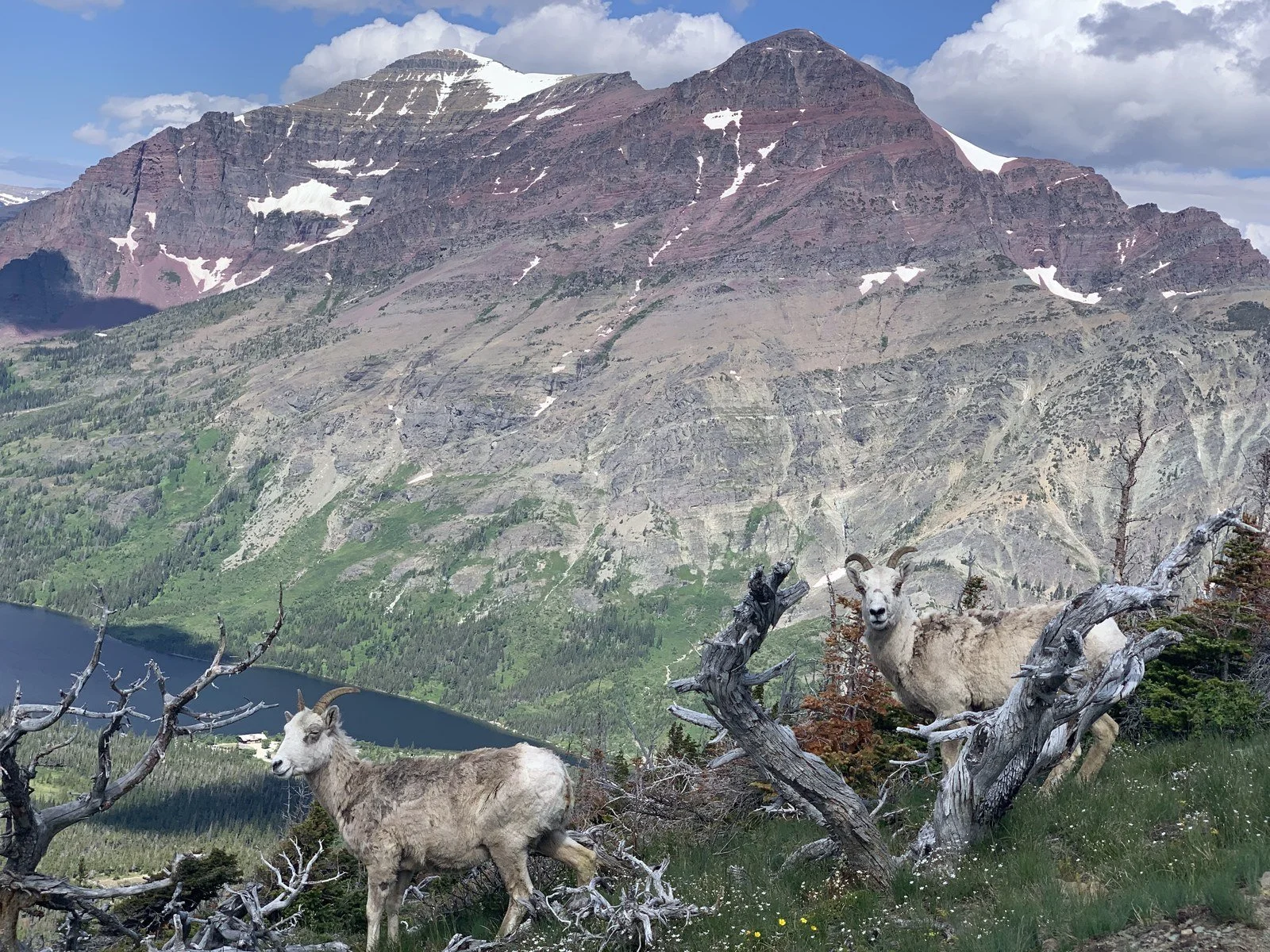 cdt-23-bighorn-sheep-glacier.jpg