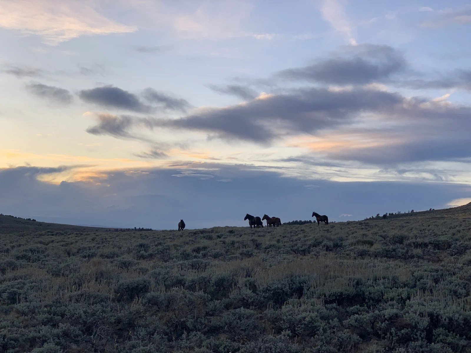 cdt-24-wild-horses-basin.jpg
