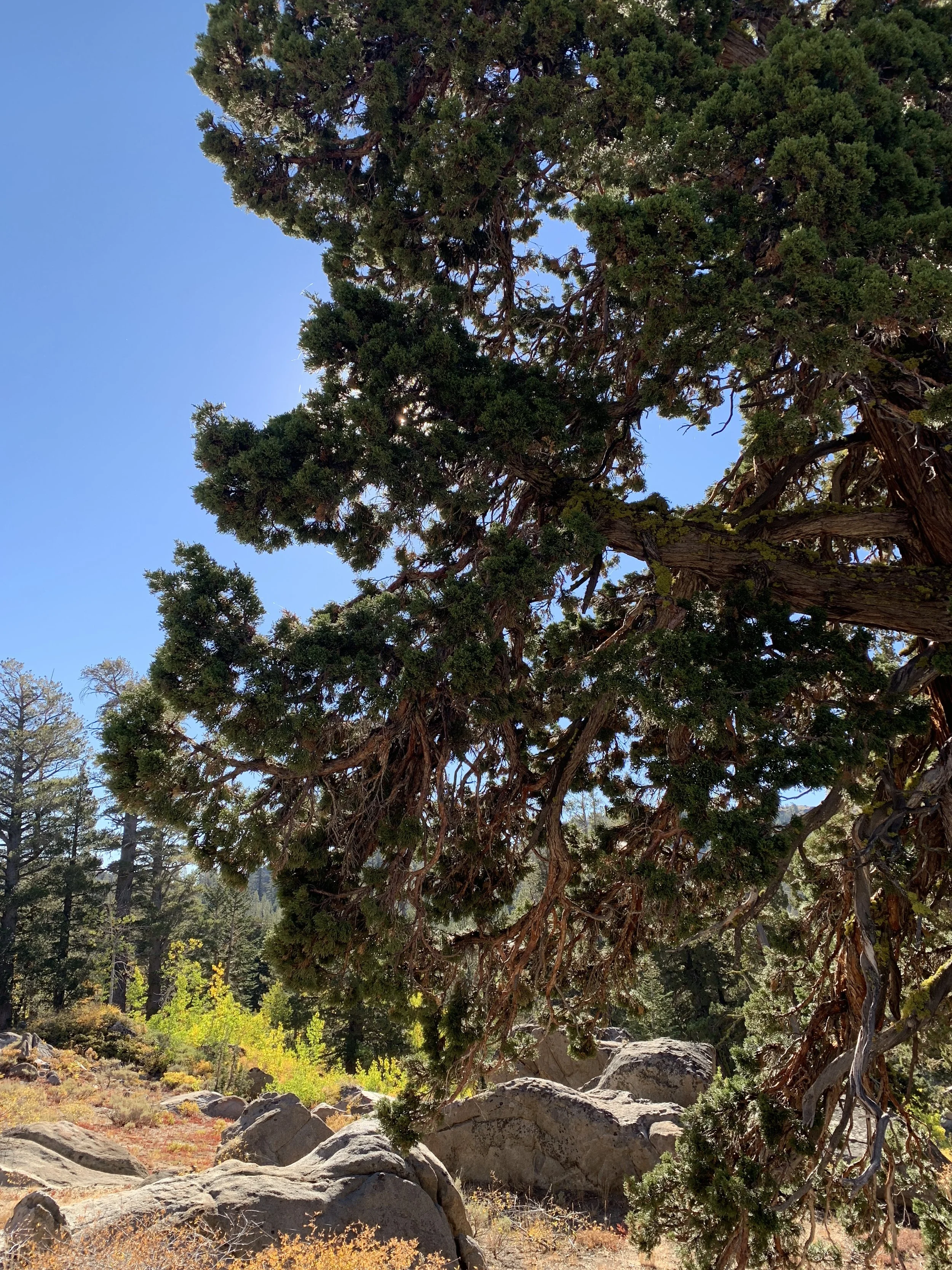 pct-36-IMG_0063.JPEG