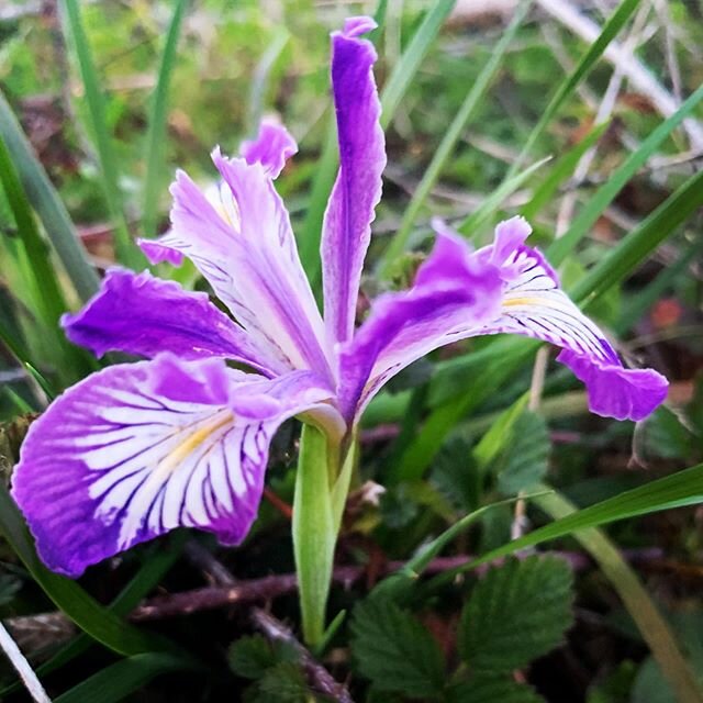 What&rsquo;s a favorite place where you can unwind and gather your thoughts? For me it&rsquo;s outside. Nature walks with the kids. Looking for the first blooms of wild tee-me&rsquo; (Iris). Stay grounded friends. This too shall pass. Don&rsquo;t let