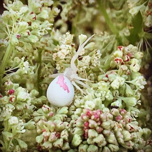 In Hopi mythology, &quot;Spider Grandmother&quot; also called &quot;Gogyeng Sowuhti&quot; among many other names can take the shape of an old, or timeless woman or the shape of a common spider in many Hopi stories. 
When she is in her spider shape, s