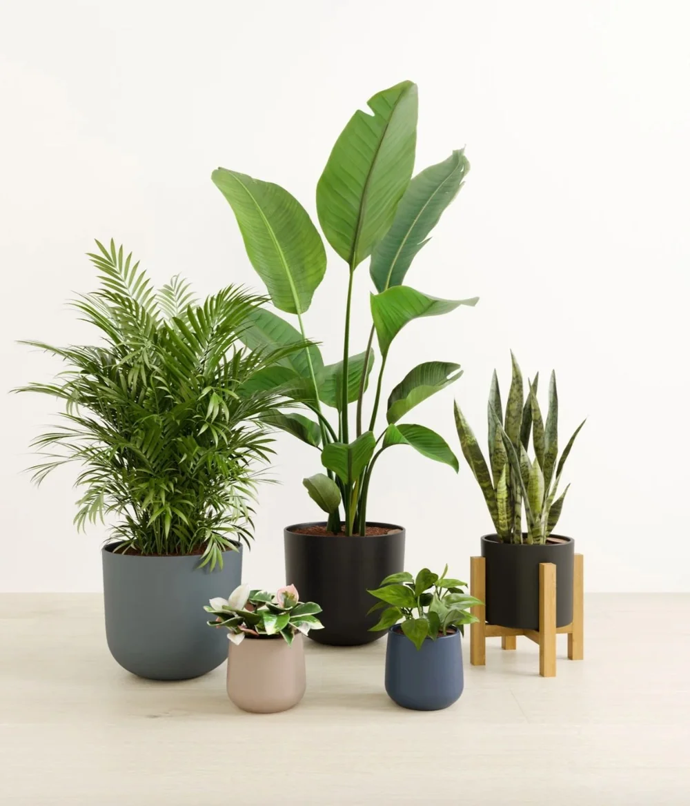 Self Water Plant Collections-$127-$1369