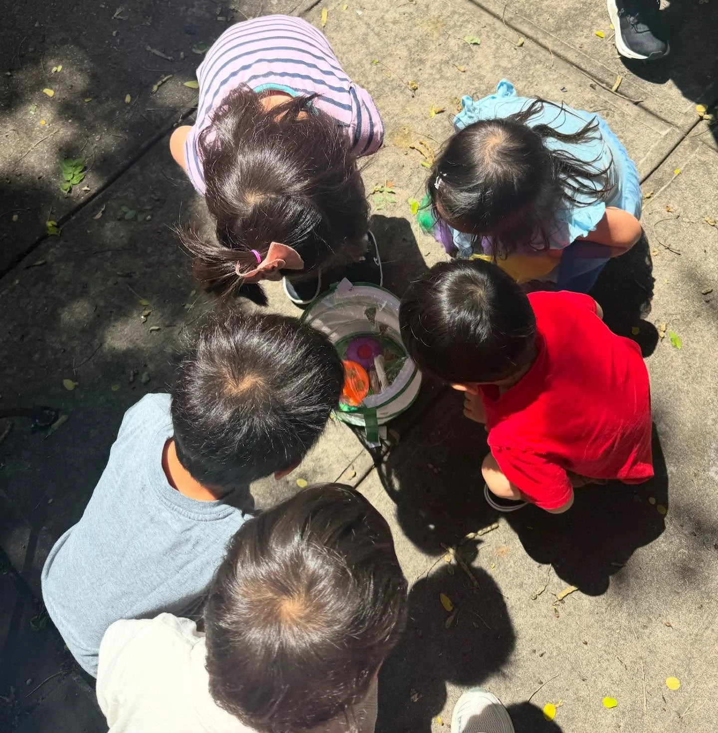 NabiTokki is here for your littles through many stages of growth and development. Fostering friendship, curiosity, and a connection to culture and community is the heart of our Korean immersion program.  Once they come out of their cocoons like these
