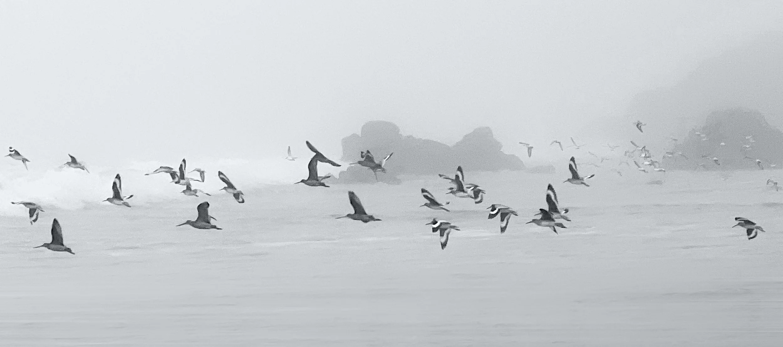 flock BW.jpg