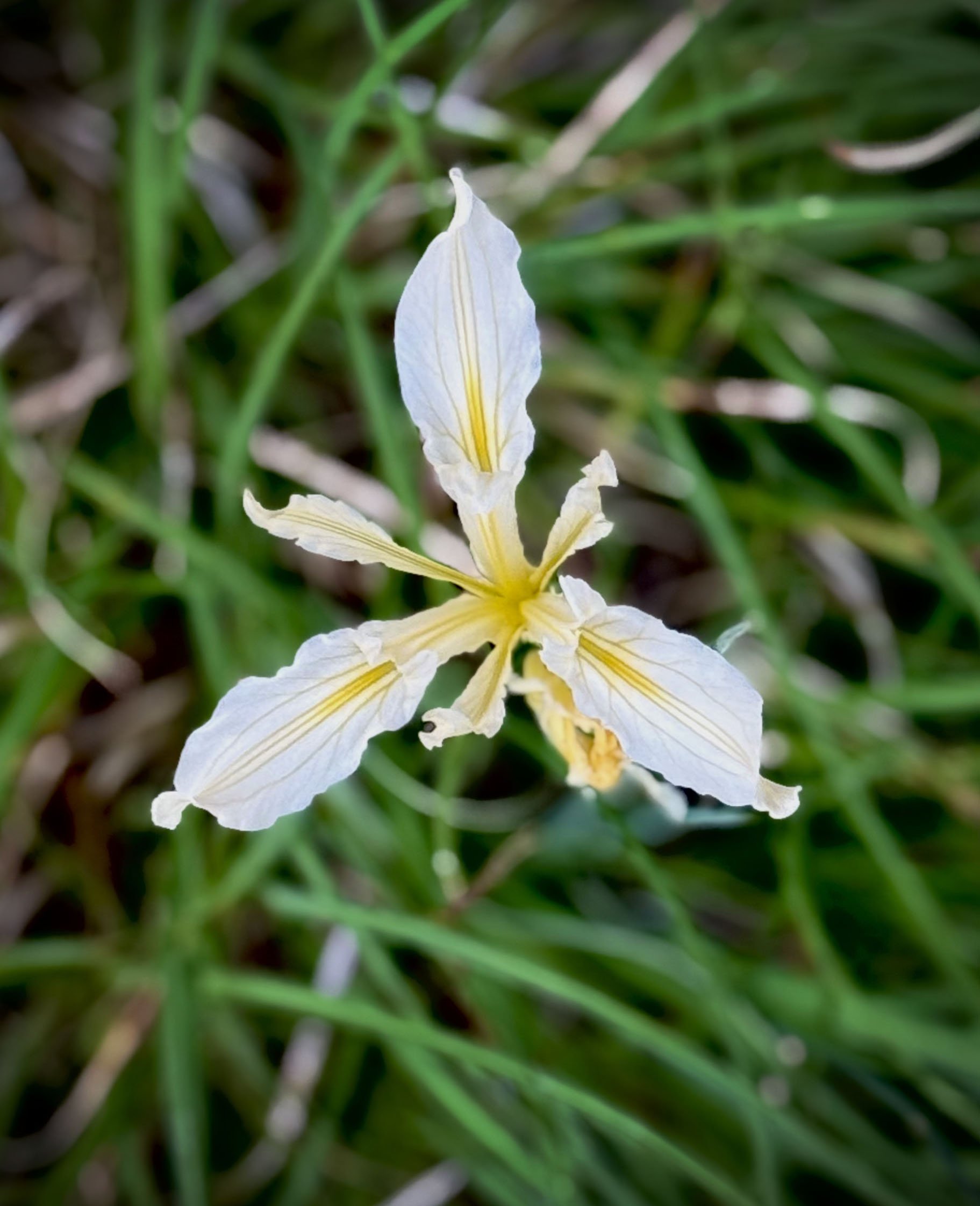 Flower closeup.jpeg
