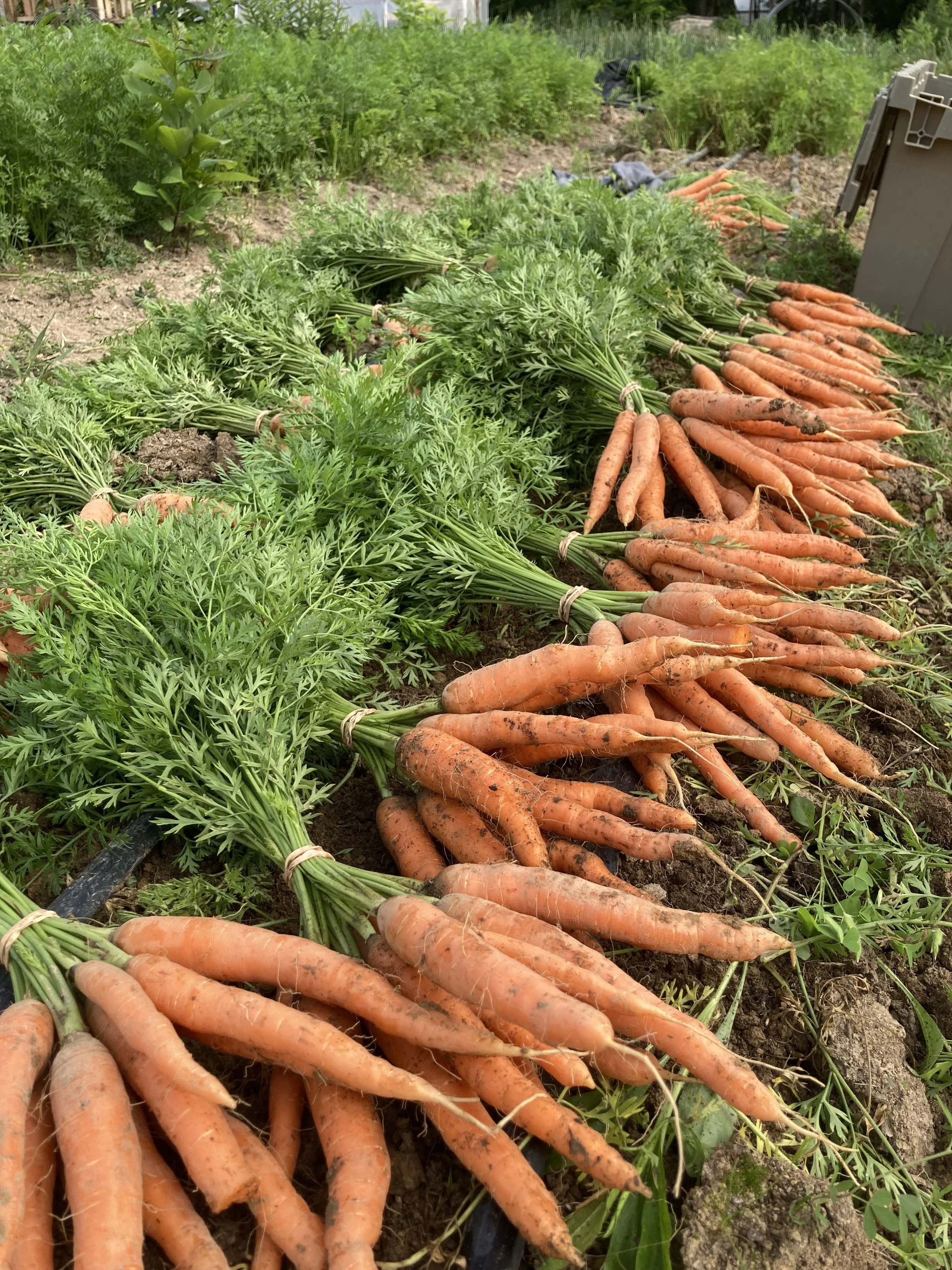 carrot bunches.jpg