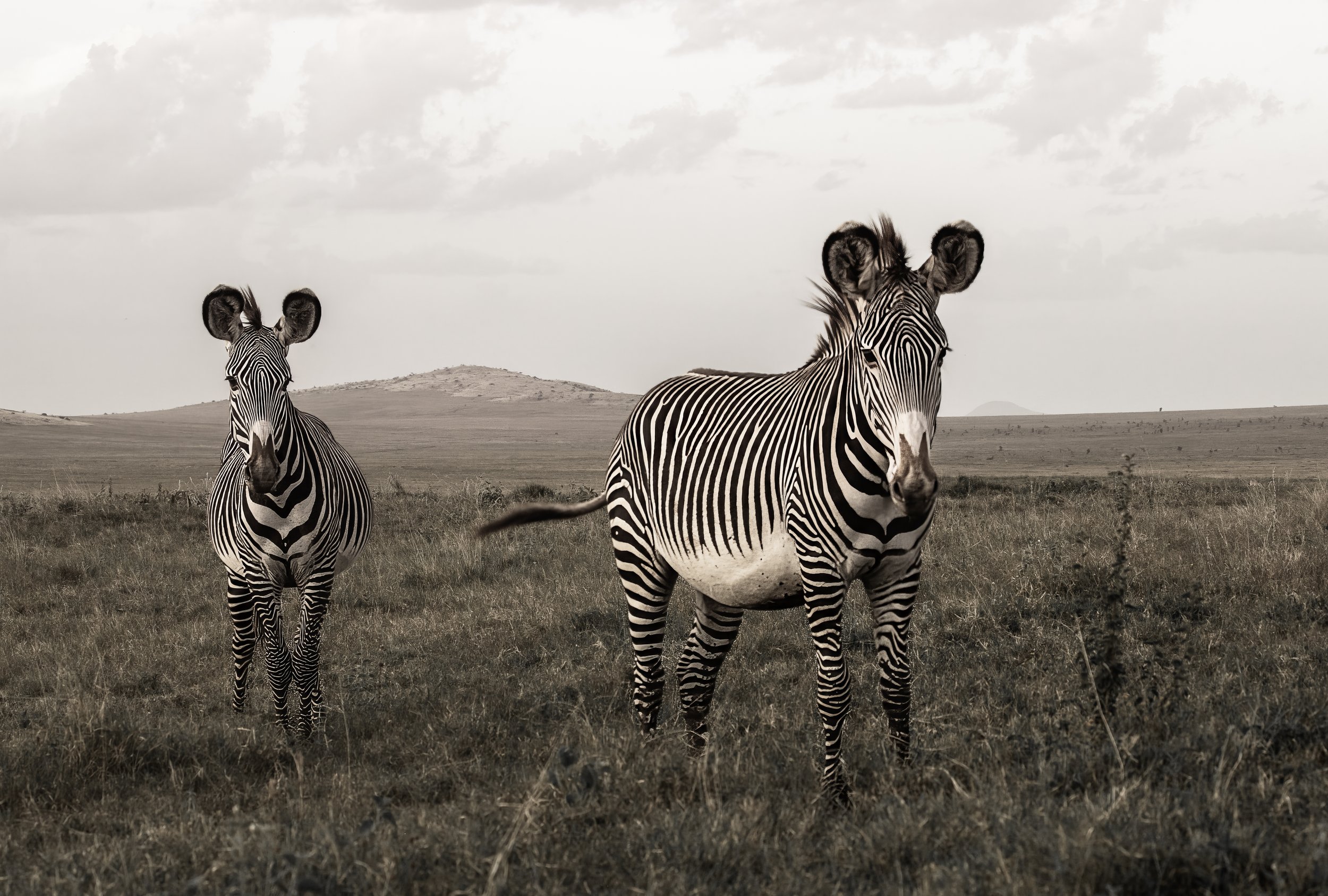 IMG-4426 - Grevvy Zebras.jpg