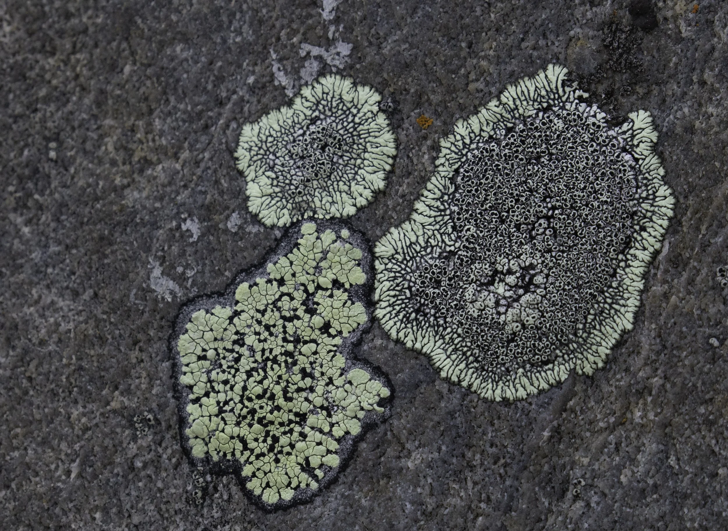 IMG_0753 - Lichen.jpg