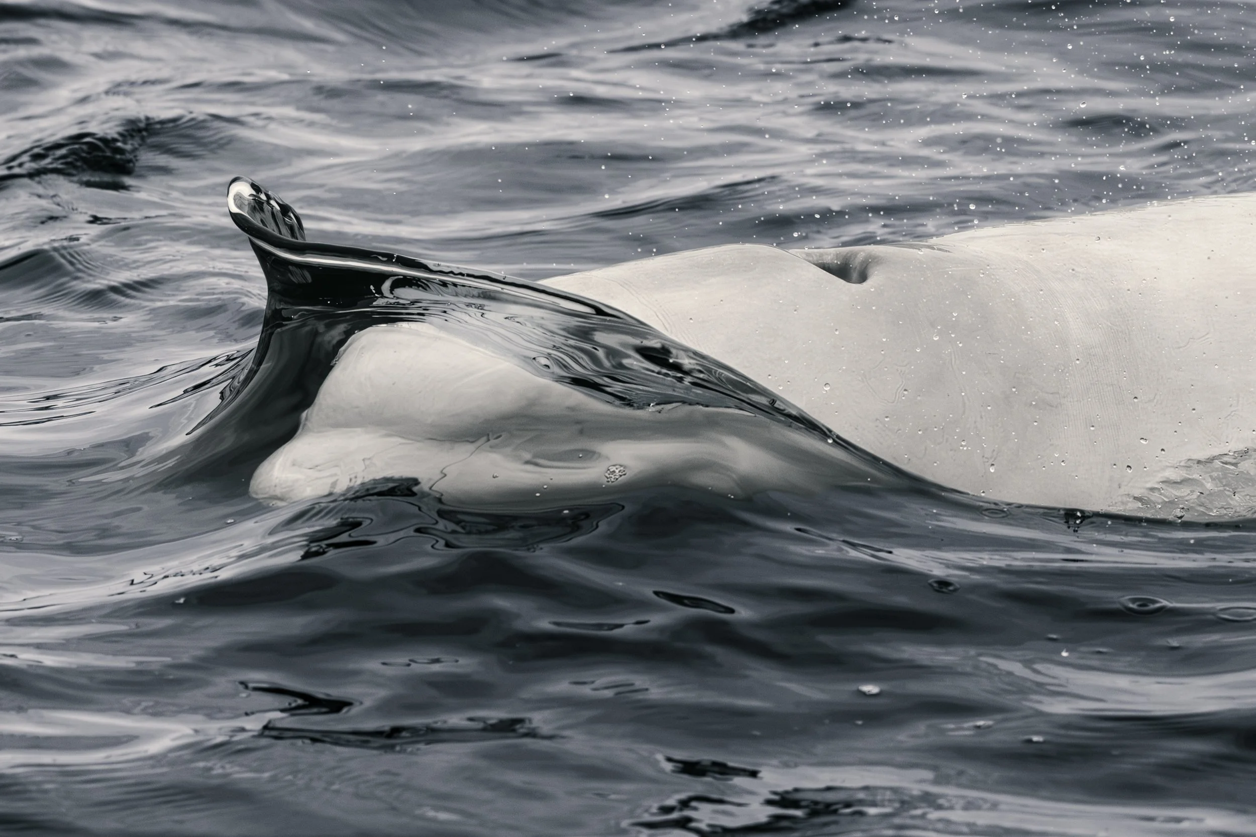 IMG_0599 - Beluga.jpg